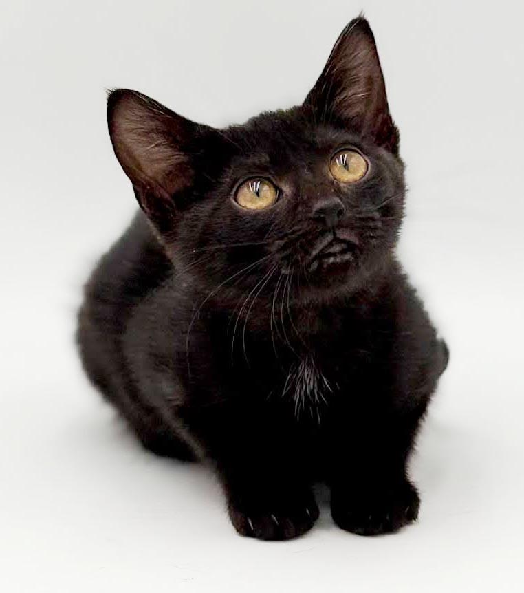 Enlarge Narine- TEENY TINY panther of snuggles, a Adoptable mixed breed in Bedford Hills, NY image 4/6