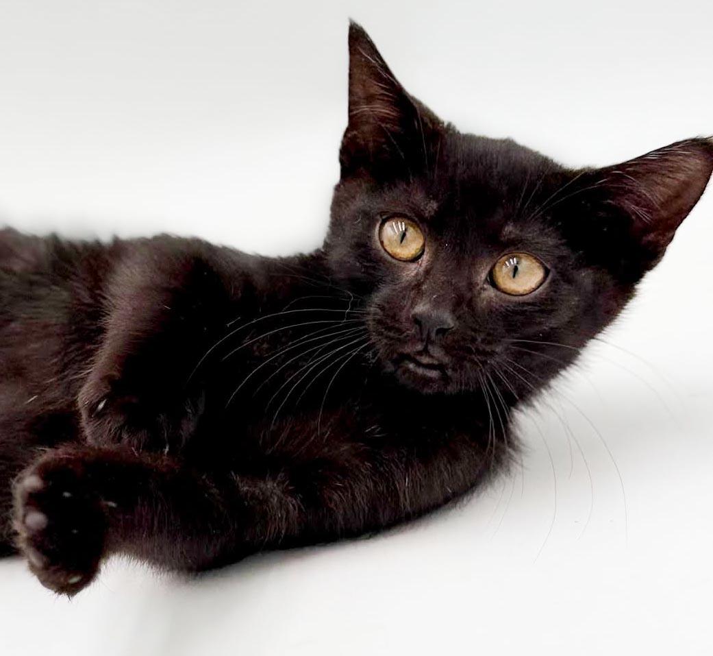 Narine- TEENY TINY panther of snuggles, Adoptable, Kitten Female Bombay.