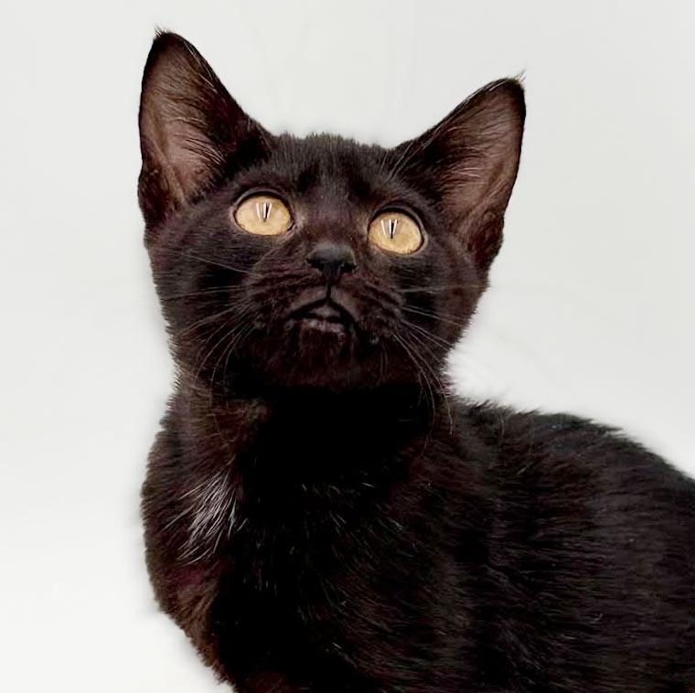 Enlarge Narine- TEENY TINY panther of snuggles, a Adoptable mixed breed in Bedford Hills, NY image 6/6
