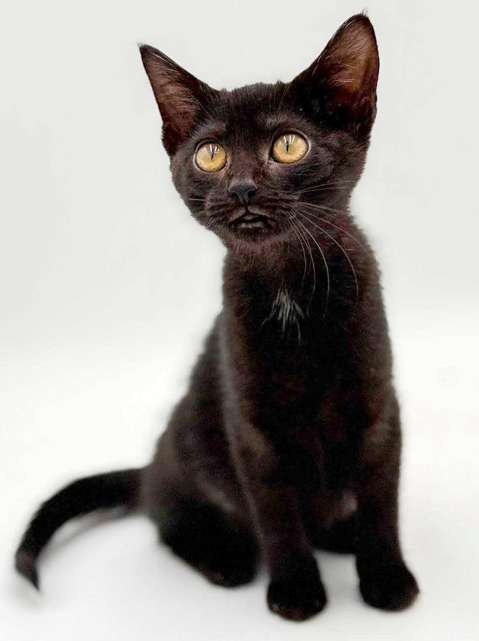 Enlarge Narine- TEENY TINY panther of snuggles, a Adoptable mixed breed in Bedford Hills, NY image 2/6