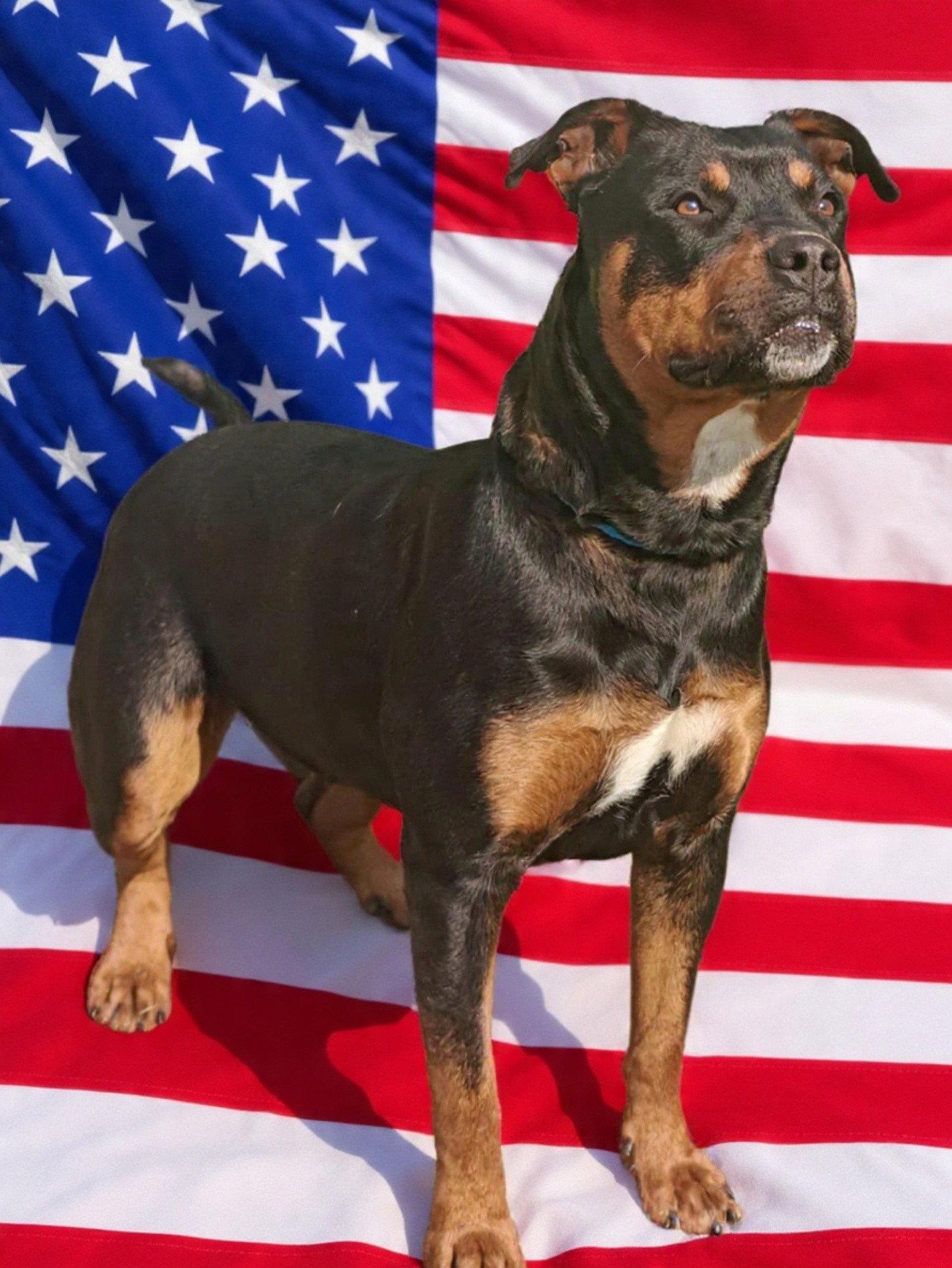 Enlarge Mary Ann 26/164, a Adoptable Rottweiler in Talladega, AL image 2/3