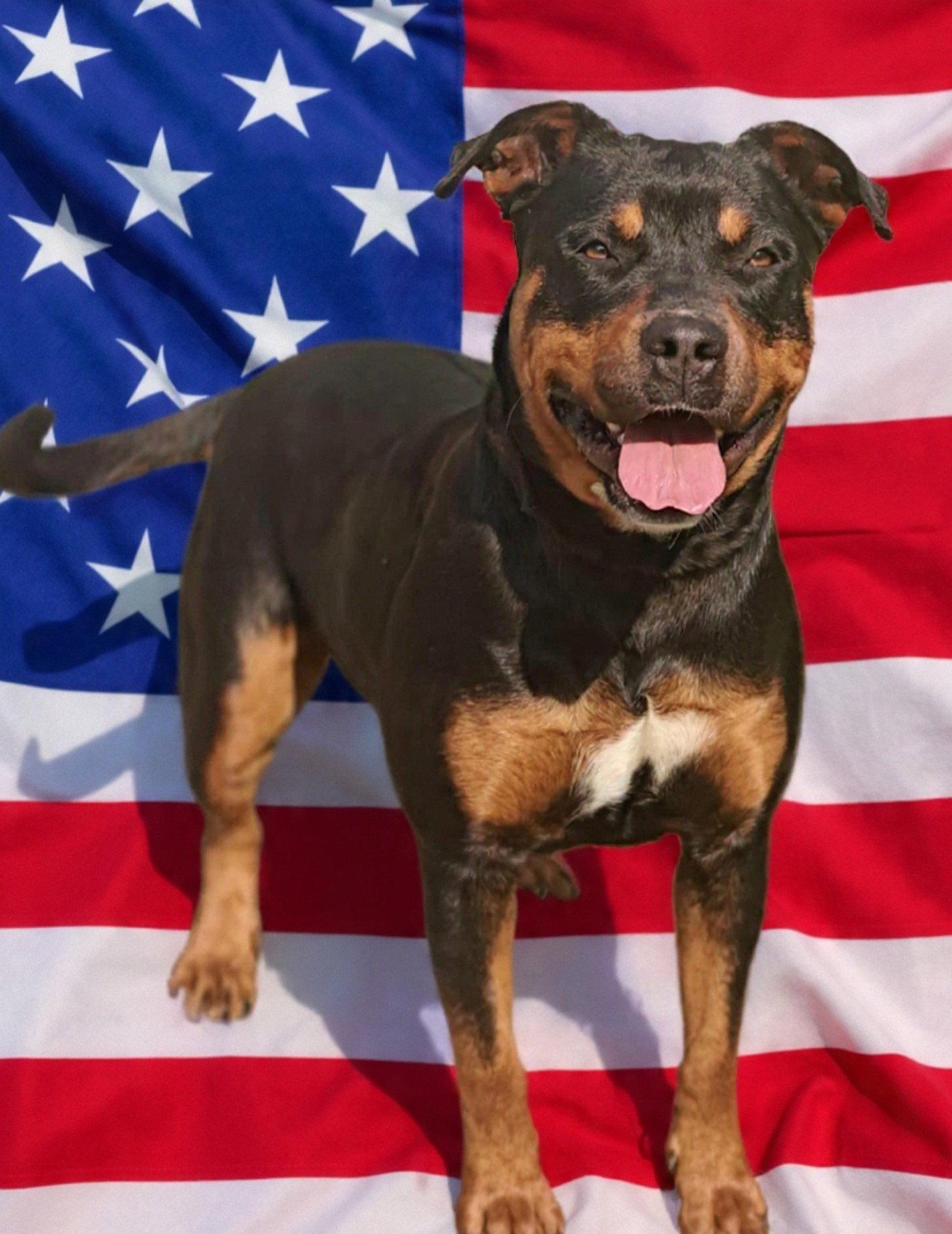Enlarge Mary Ann 26/164, a Adoptable Rottweiler in Talladega, AL image 3/3