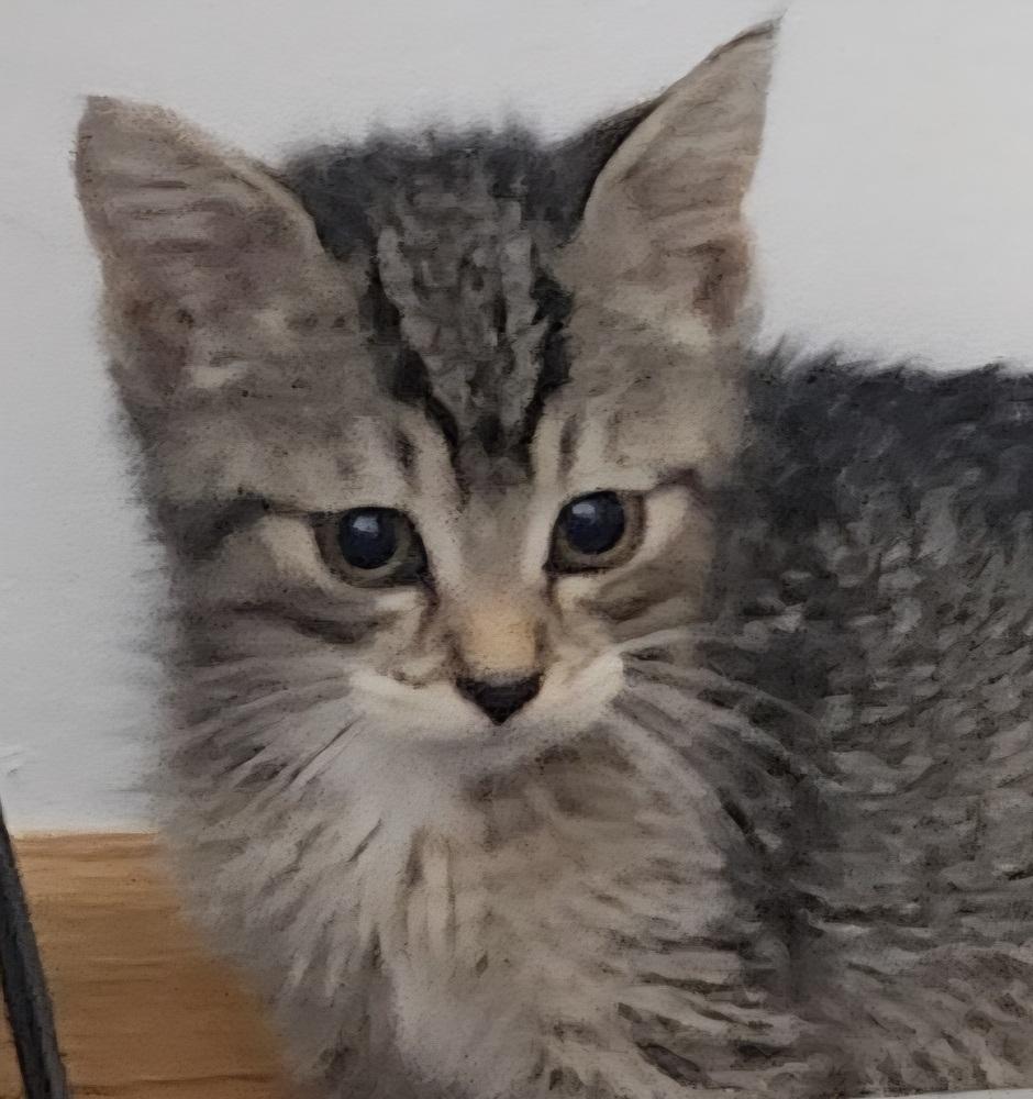 Wonk, Adoptable, Kitten Male Domestic Short Hair.