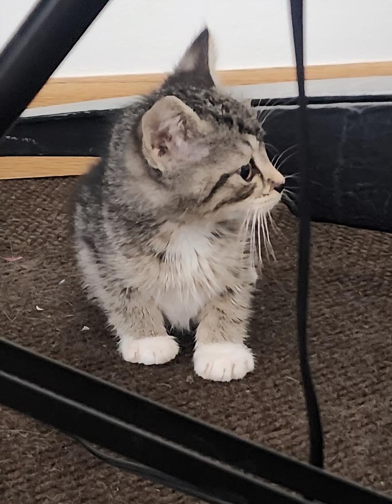 Enlarge Wonk, a Adoptable Domestic Short Hair in Anoka, MN image 2/3