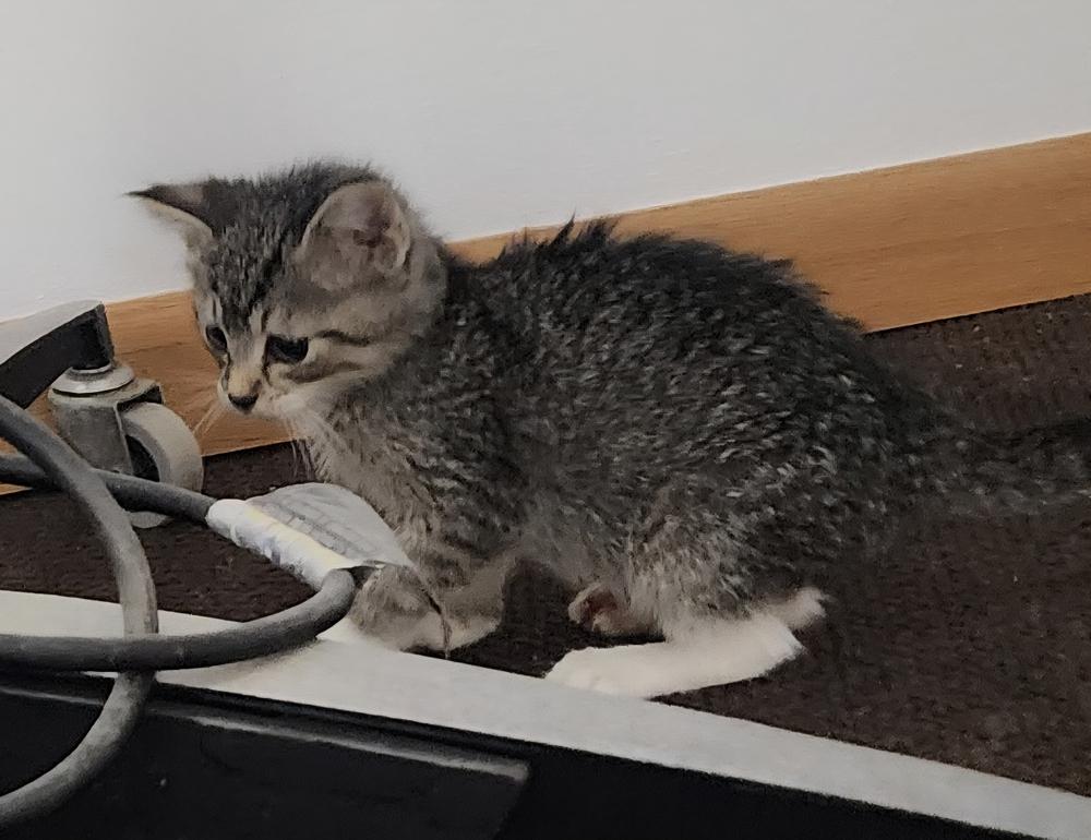 Enlarge Wonk, a Adoptable Domestic Short Hair in Anoka, MN image 3/3