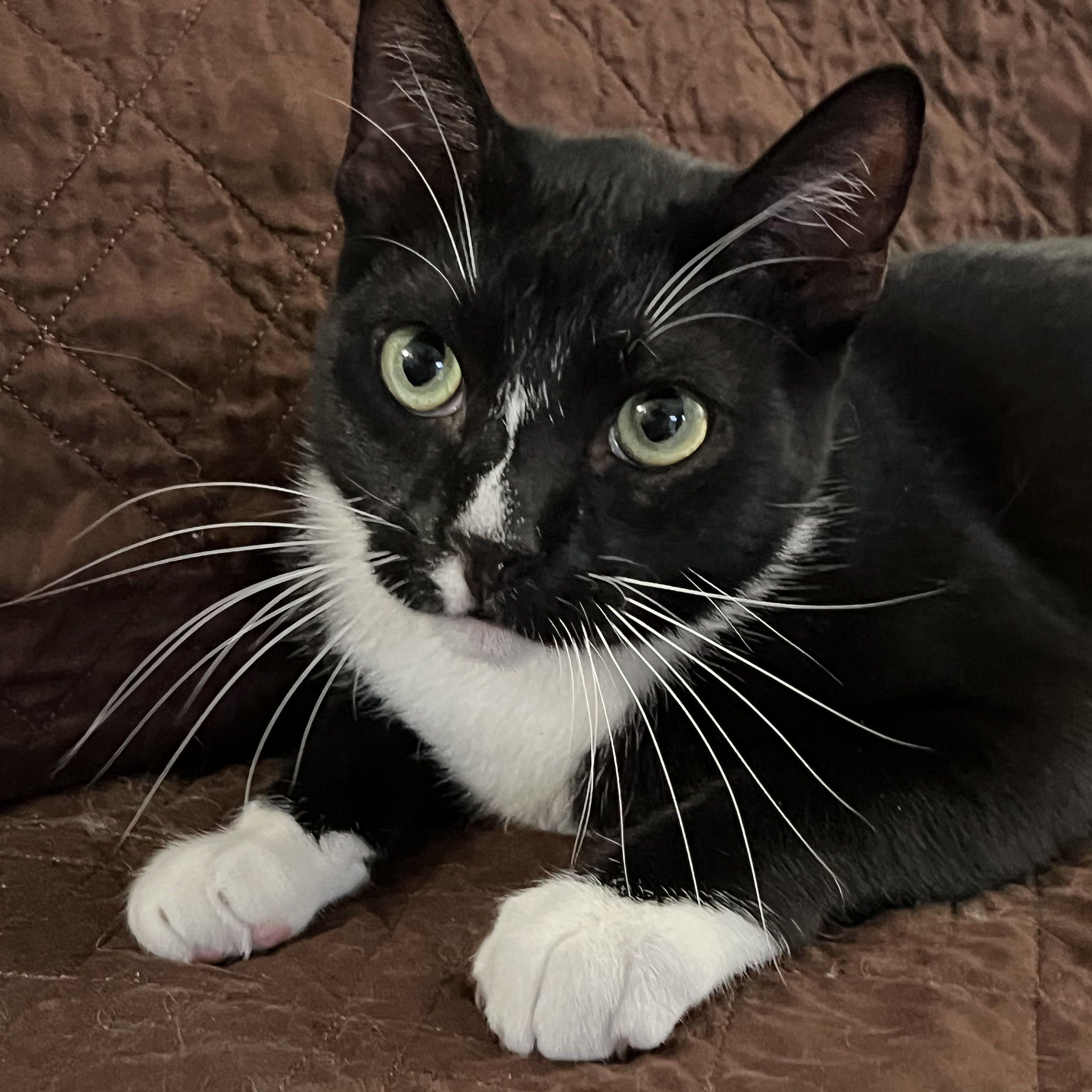 Enlarge Pepe, a Adoptable Domestic Short Hair in San Jose, CA image 6/6