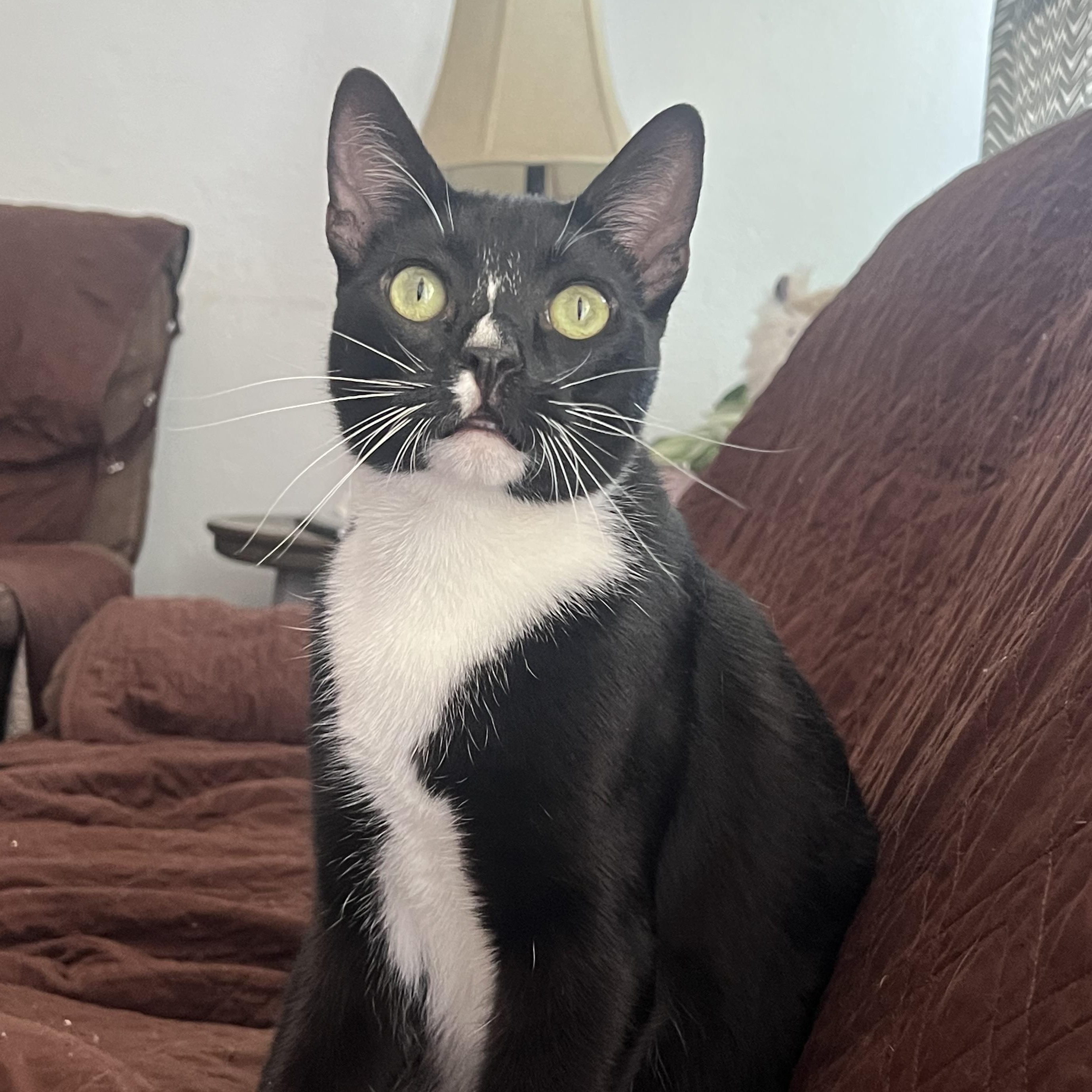 Enlarge Pepe, a Adoptable Domestic Short Hair in San Jose, CA image 3/6