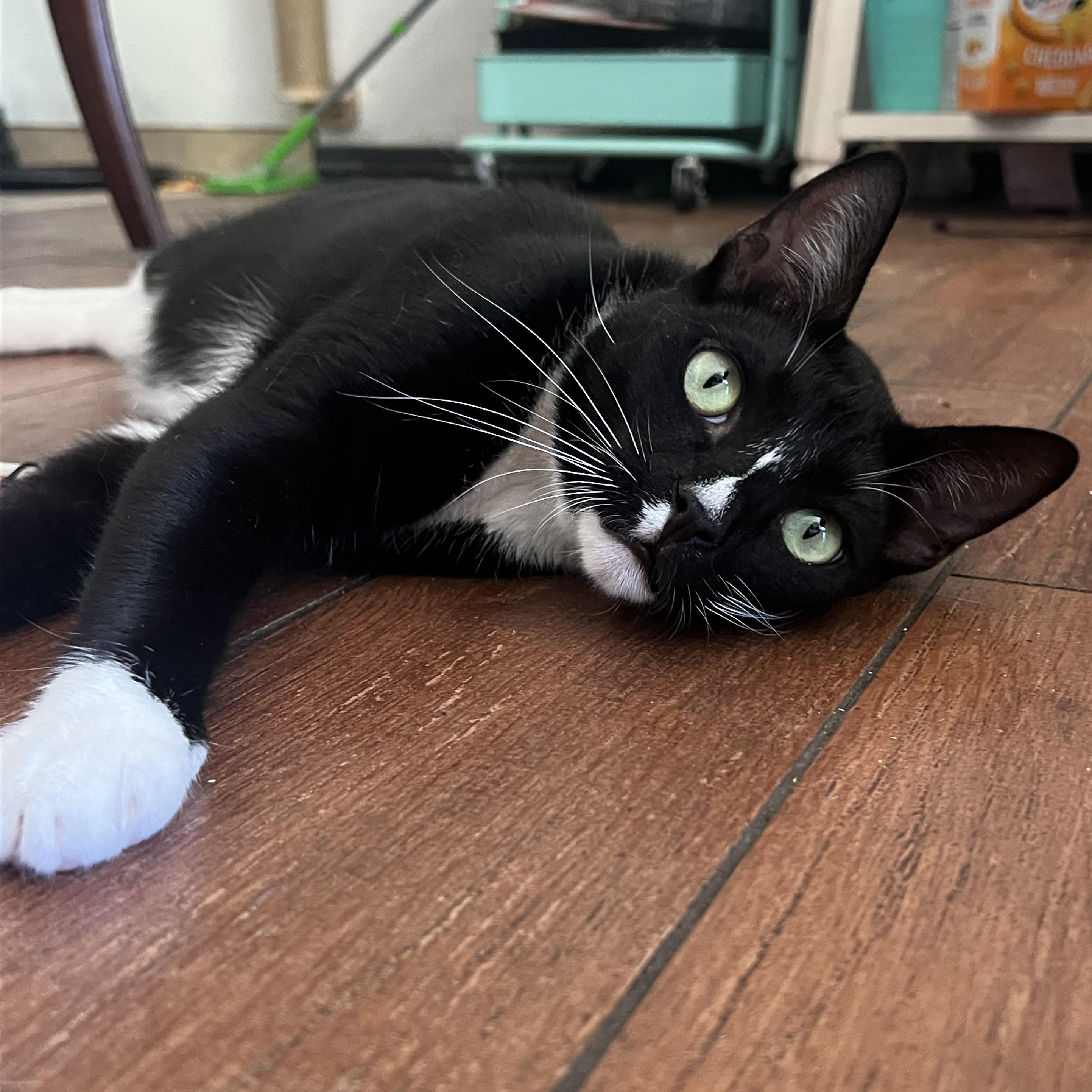 Enlarge Pepe, a Adoptable Domestic Short Hair in San Jose, CA image 4/6