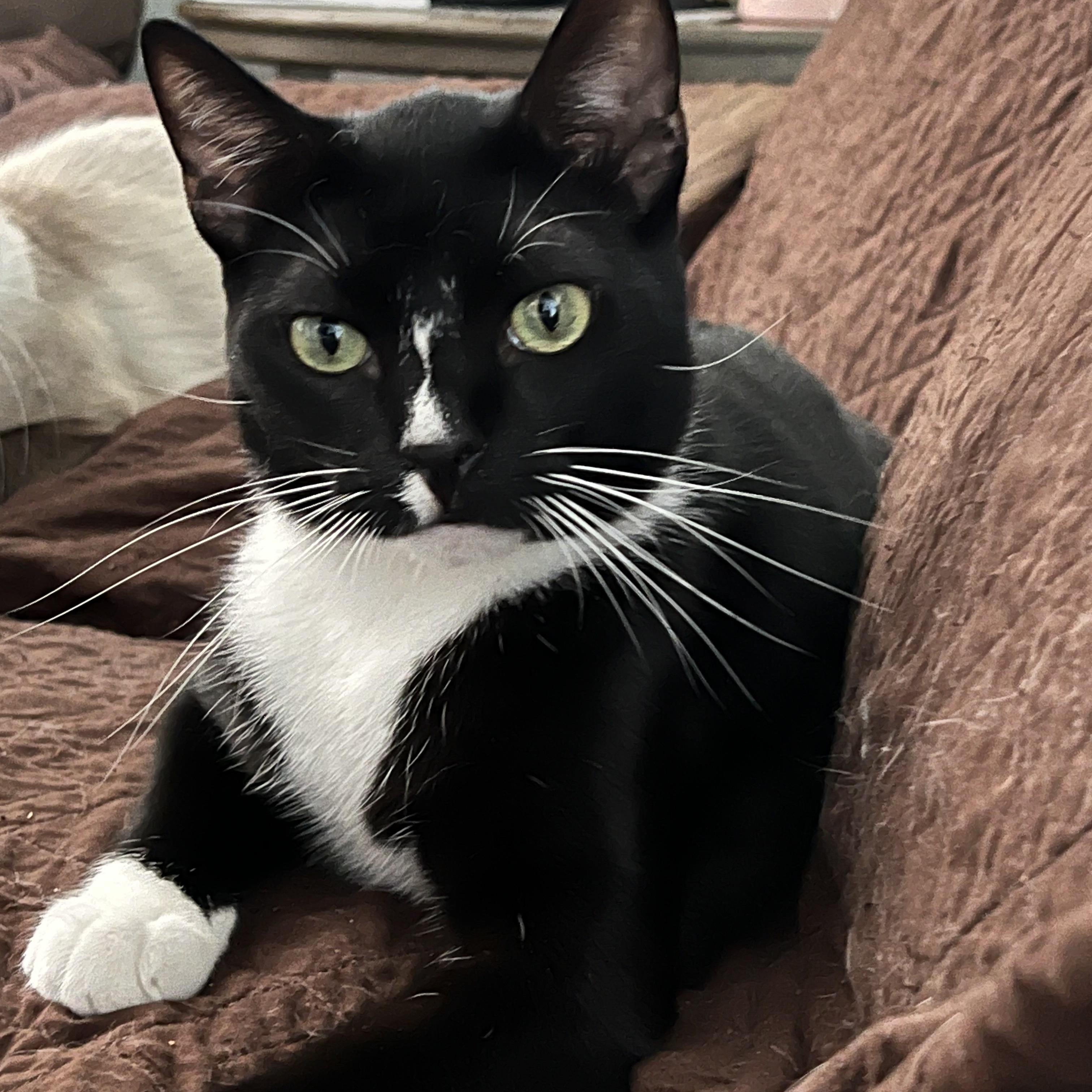 Enlarge Pepe, a Adoptable Domestic Short Hair in San Jose, CA image 2/6