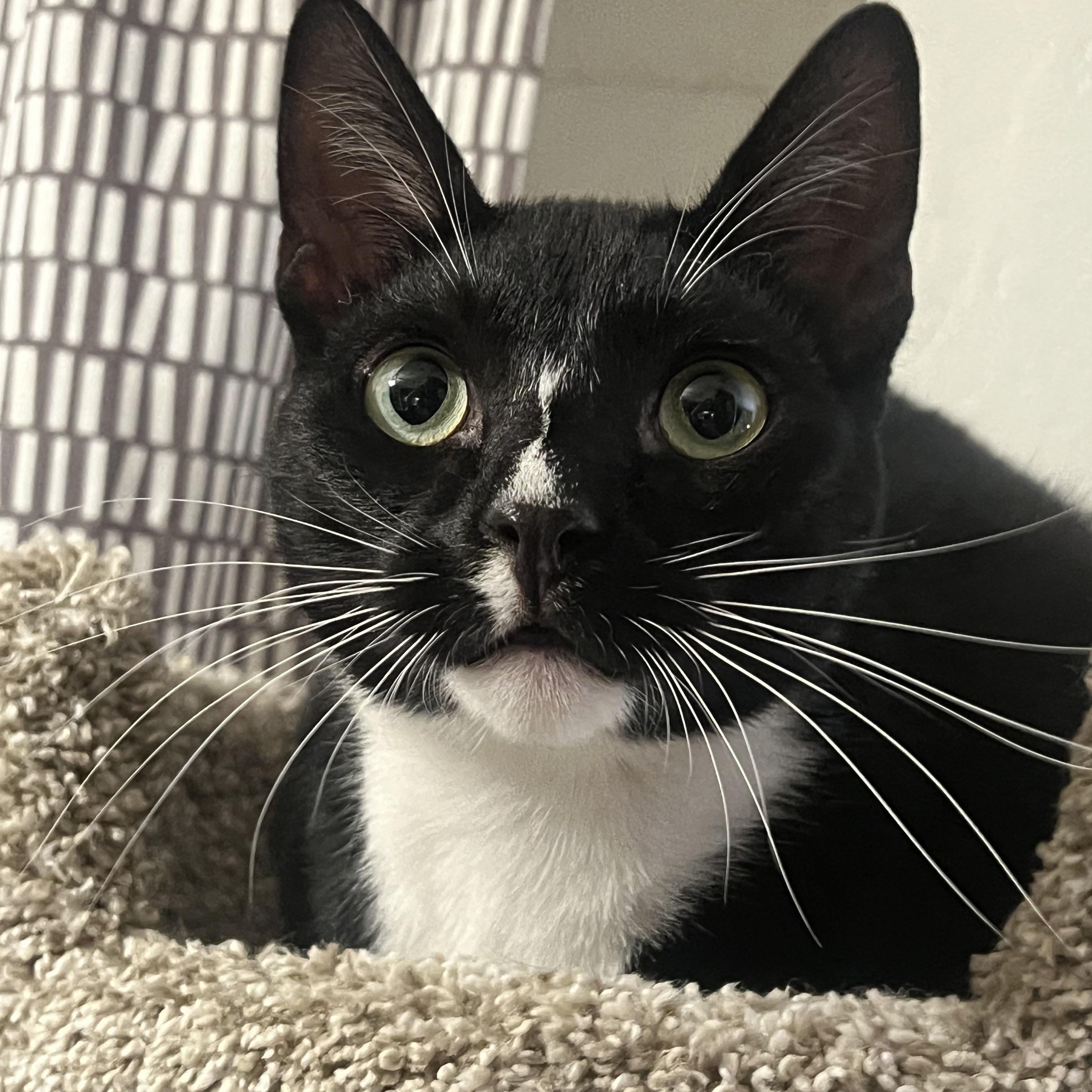 Enlarge Pepe, a Adoptable Domestic Short Hair in San Jose, CA image 5/6