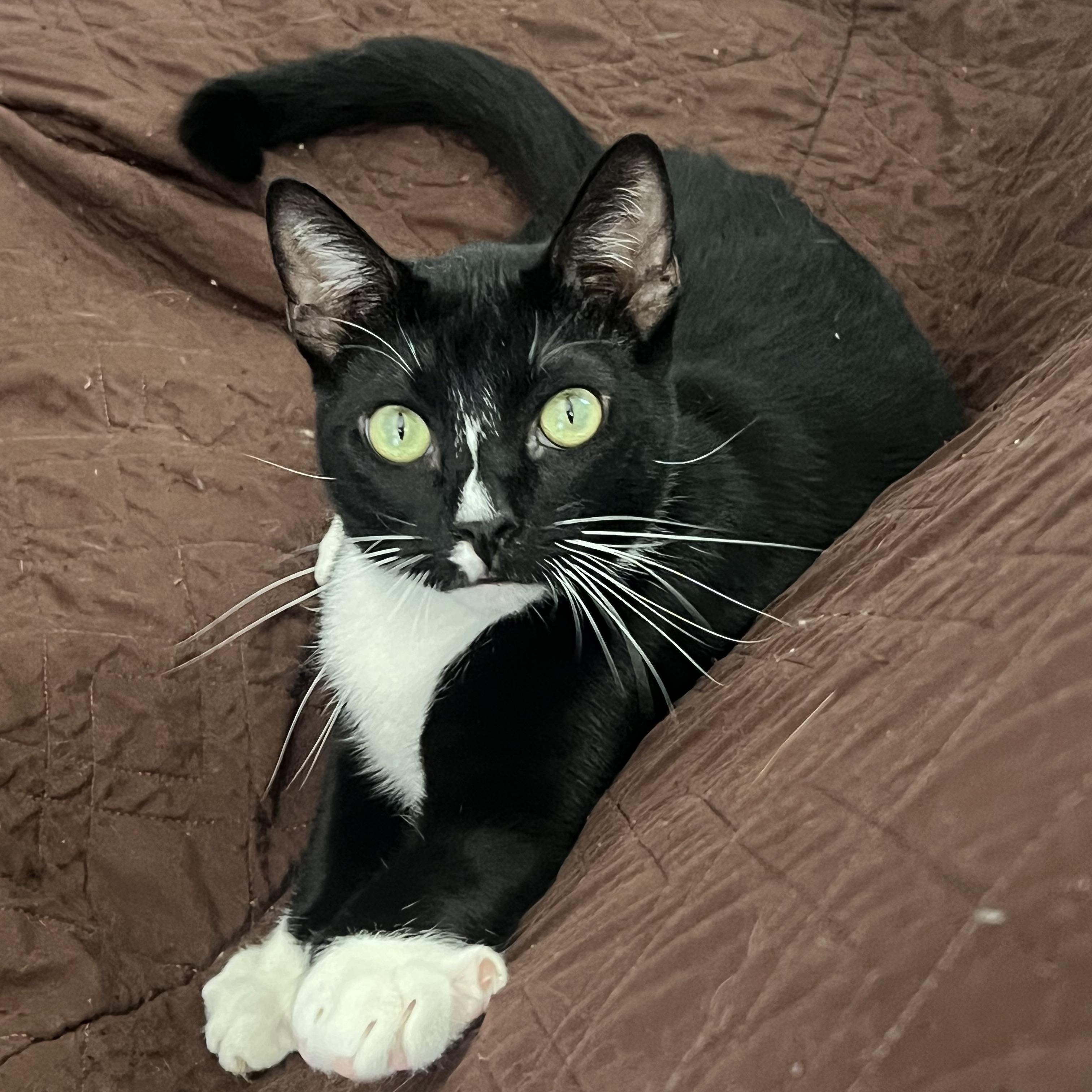 Enlarge Pepe, a Adoptable Domestic Short Hair in San Jose, CA image 1/6