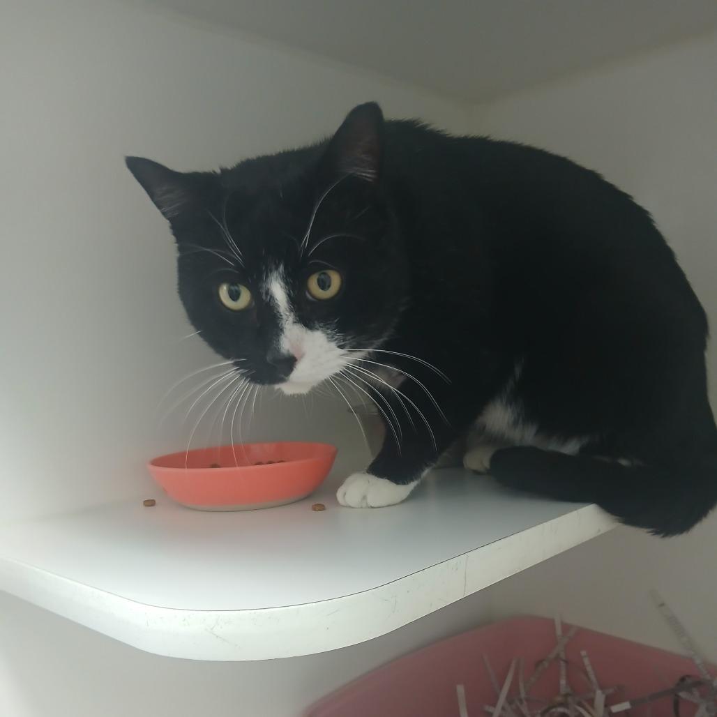 Freddie, Adoptable, Adult Male Domestic Short Hair.