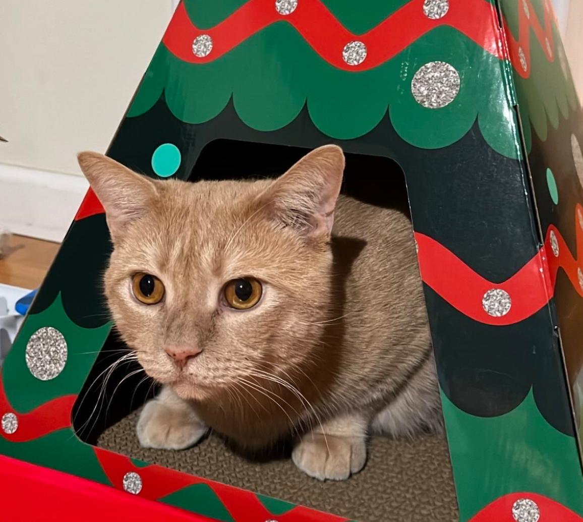 Pietro, a Adoptable Domestic Short Hair in Nutley, NJ image 1/2