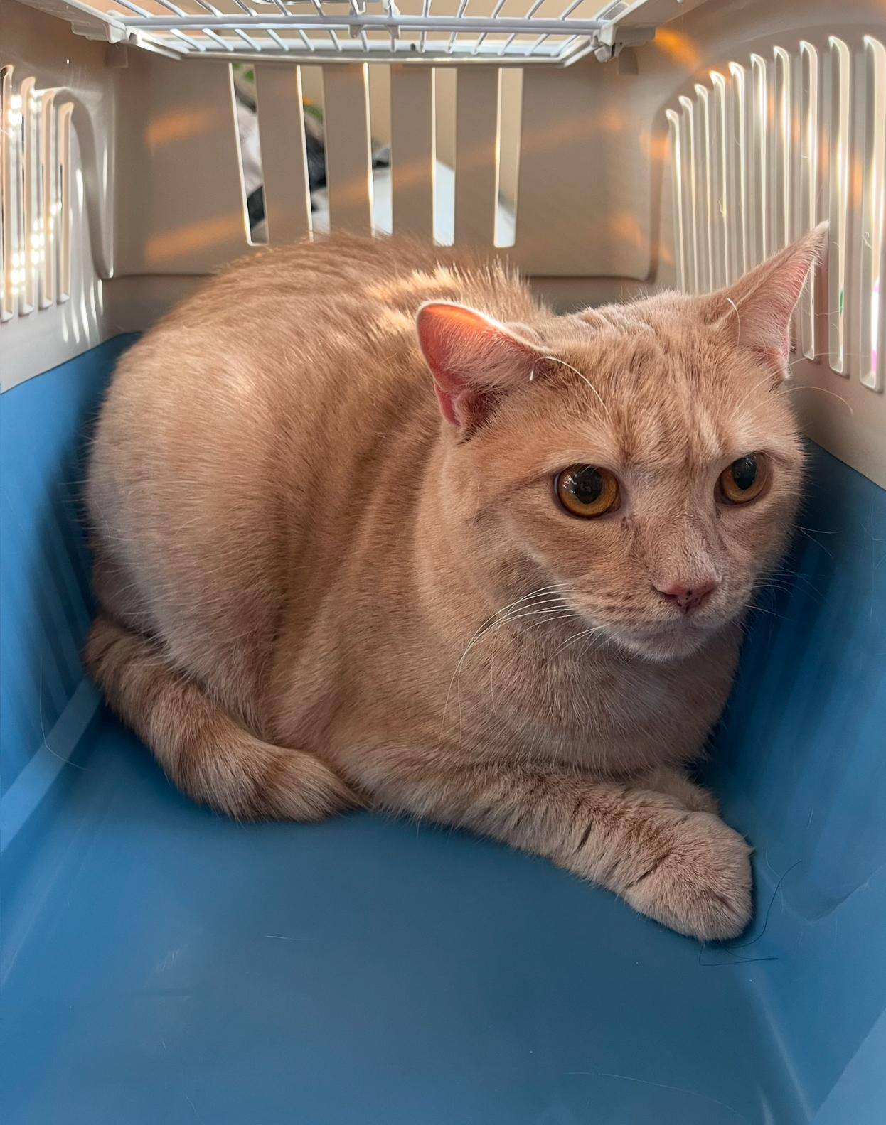 Pietro, a Adoptable Domestic Short Hair in Nutley, NJ image 2/2