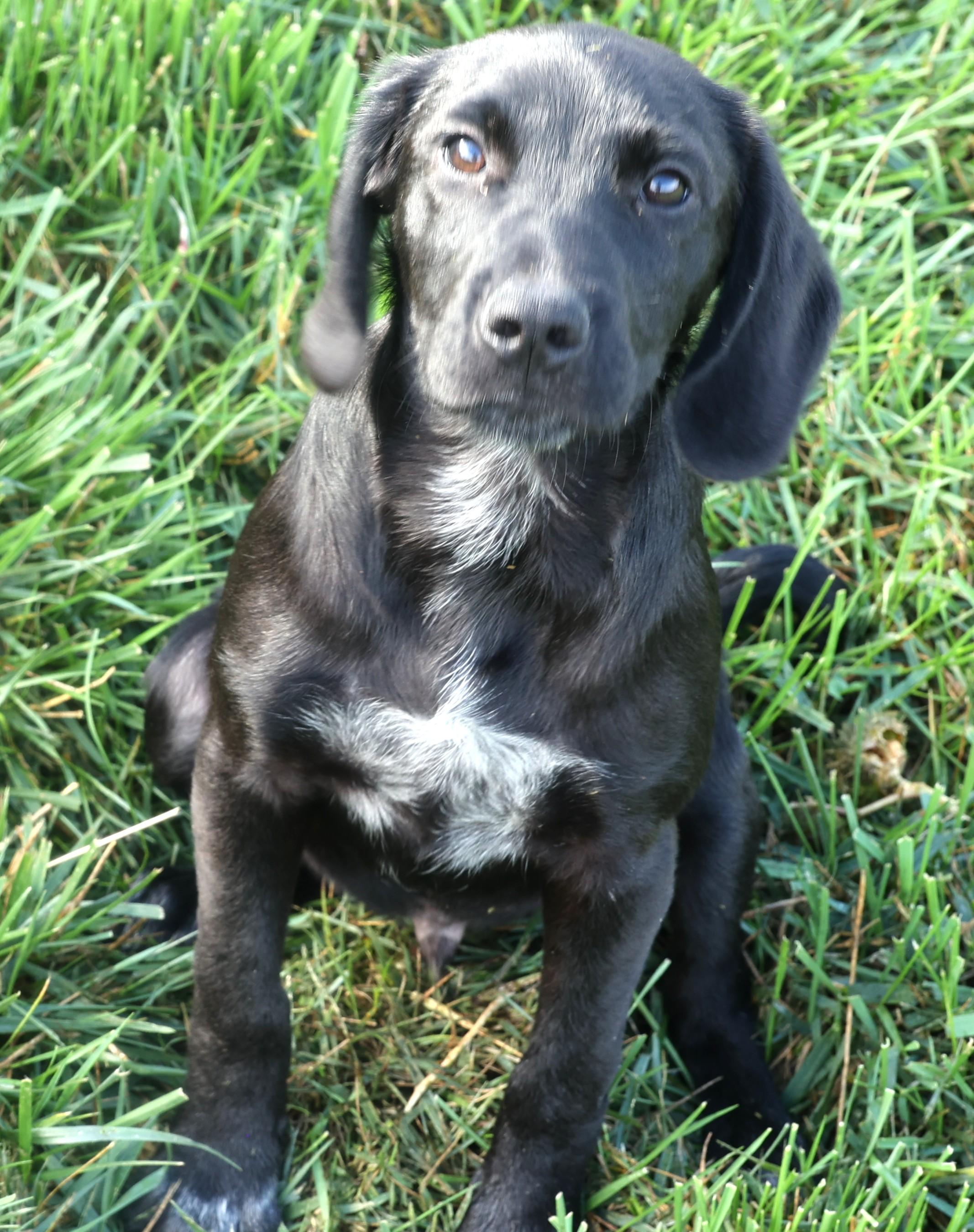 Percy-Available! www.lhar.dog to apply!