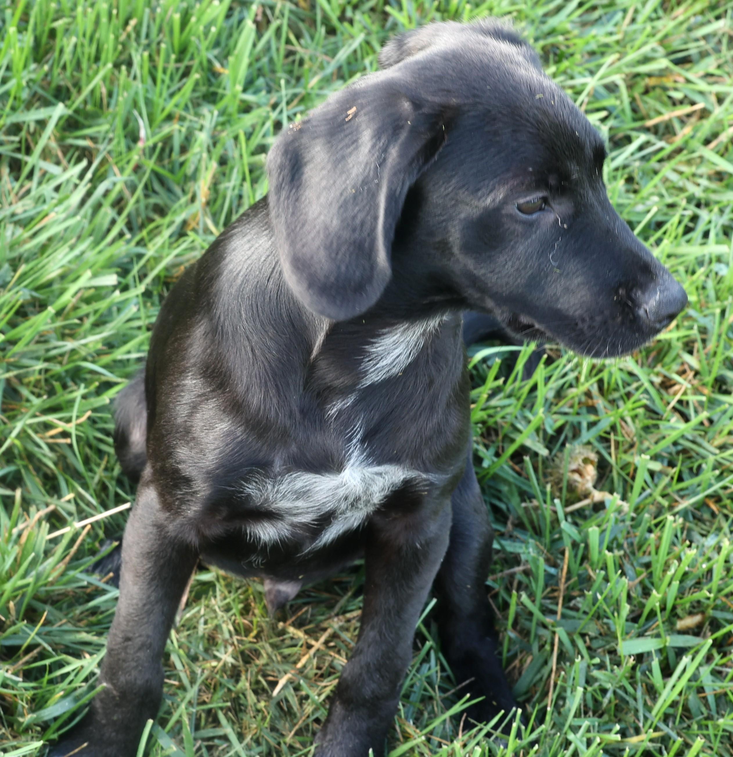 Percy-Available! www.lhar.dog to apply!