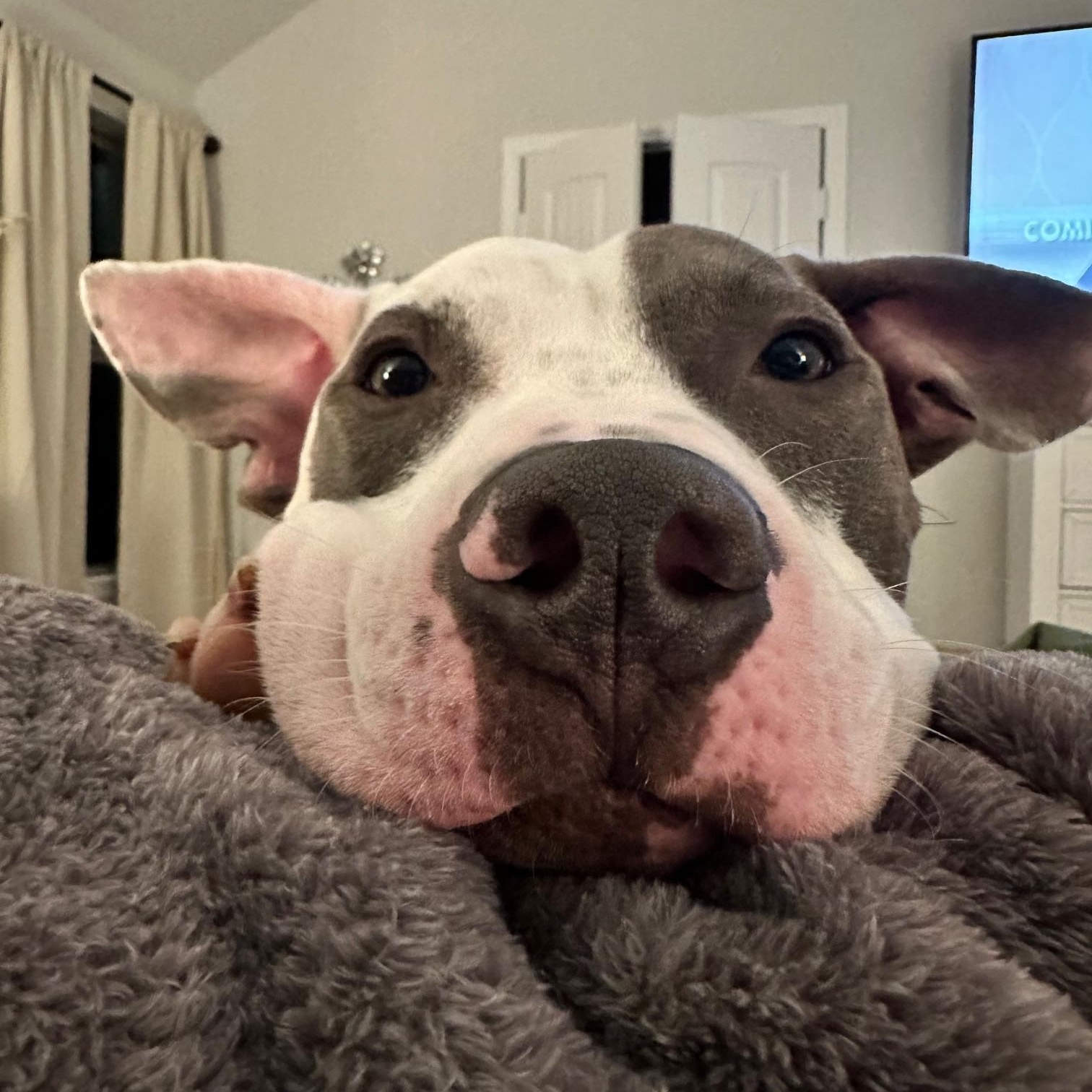 Enlarge Theo, a Adoptable mixed breed in Cypress, TX image 6/6