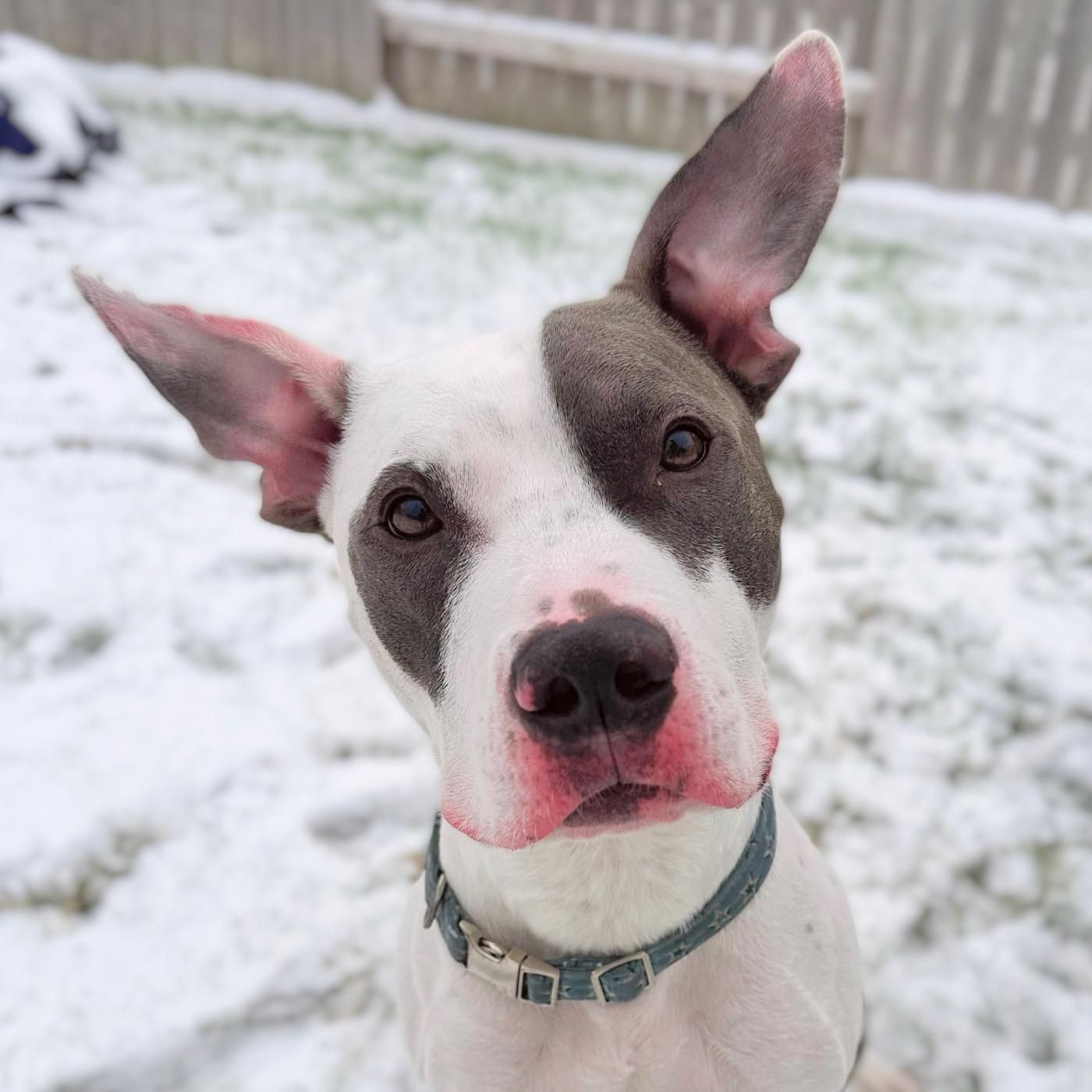 Enlarge Theo, a Adoptable mixed breed in Cypress, TX image 1/6