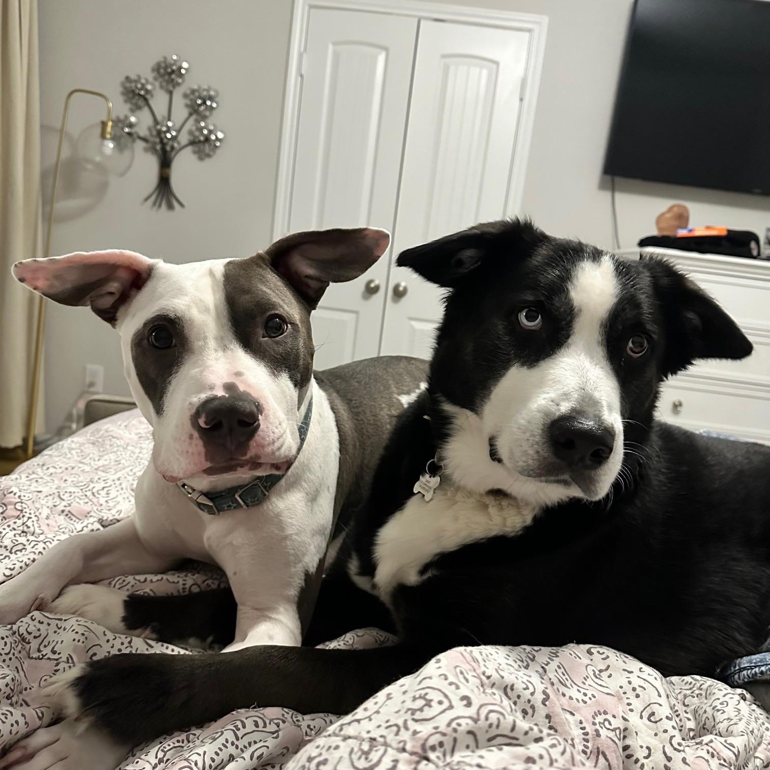 Enlarge Theo, a Adoptable mixed breed in Cypress, TX image 5/6