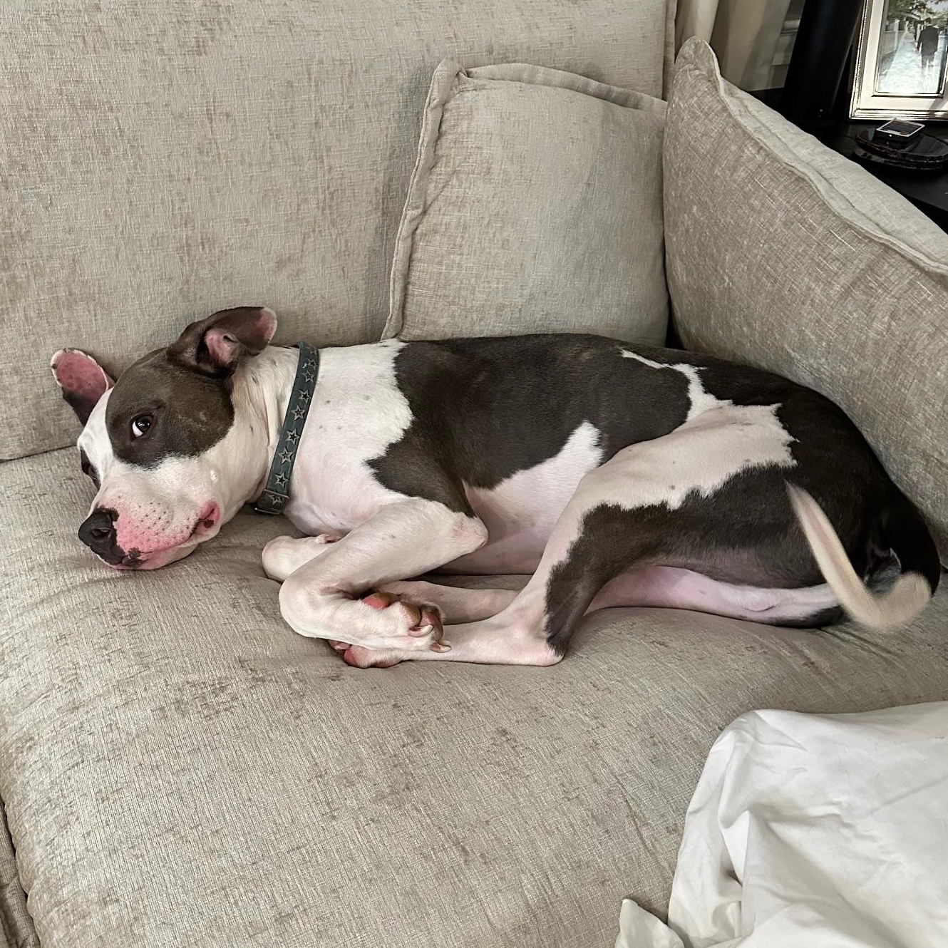 Enlarge Theo, a Adoptable mixed breed in Cypress, TX image 2/6