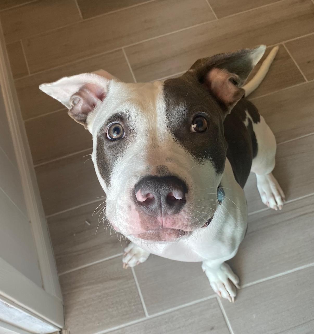 Enlarge Theo, a Adoptable mixed breed in Cypress, TX image 4/6