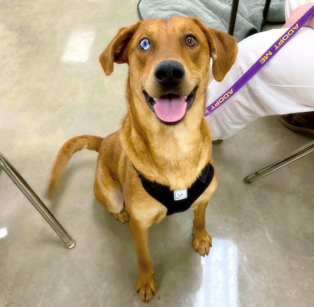 Enlarge Montana, a Adoptable mixed breed in Southington, CT image 5/5