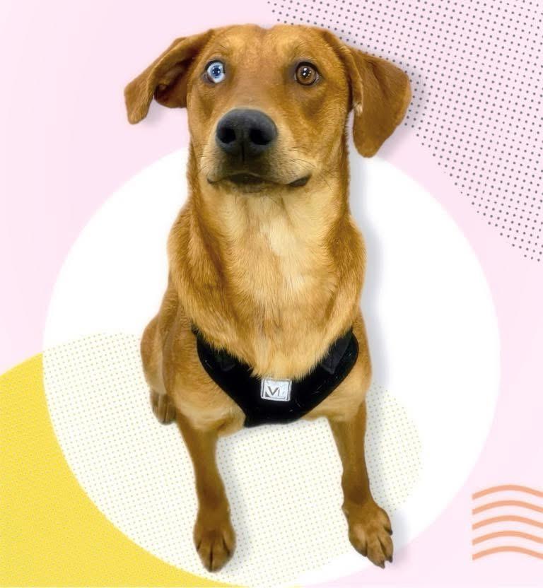 Enlarge Montana, a Adoptable mixed breed in Southington, CT image 2/5