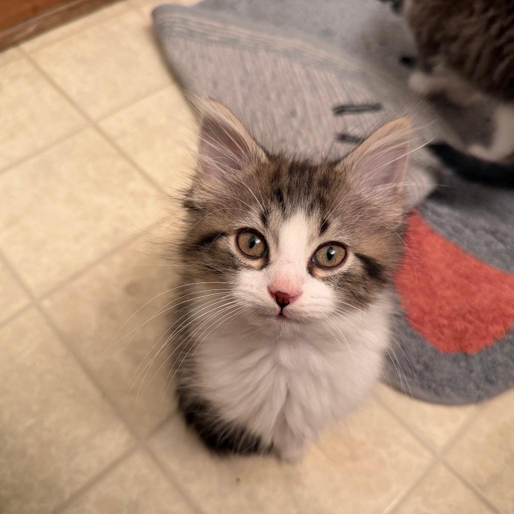 Blippi, adopted, Kitten Male Domestic Short Hair.