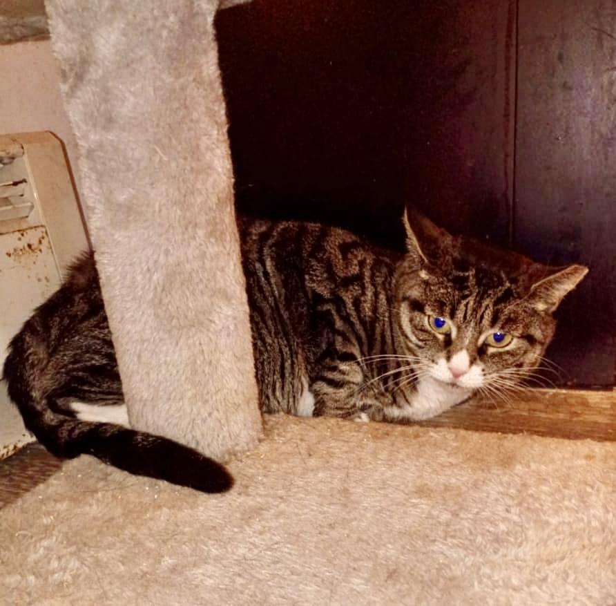 Enlarge Isabella, a ADOPTABLE American Shorthair in Union City, NJ image 3/5