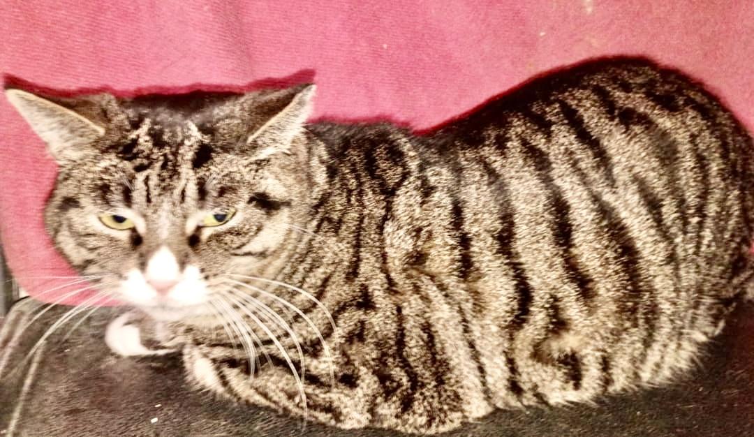 Enlarge Isabella, a ADOPTABLE American Shorthair in Union City, NJ image 5/5