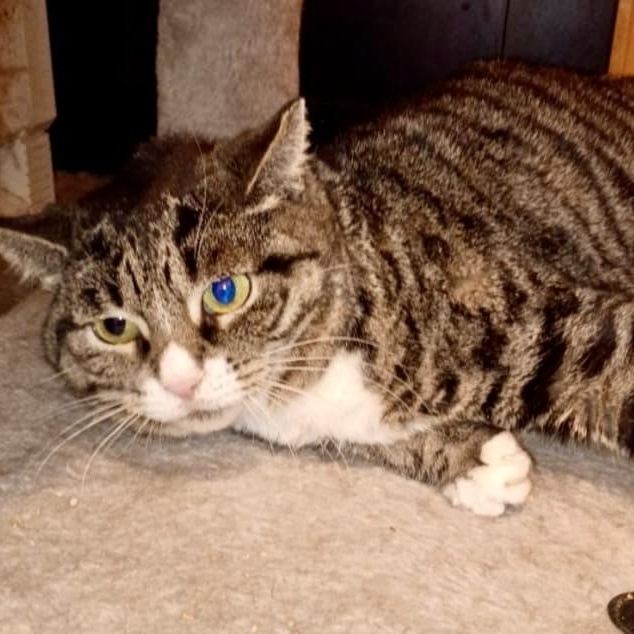 Enlarge Isabella, a ADOPTABLE American Shorthair in Union City, NJ image 4/5