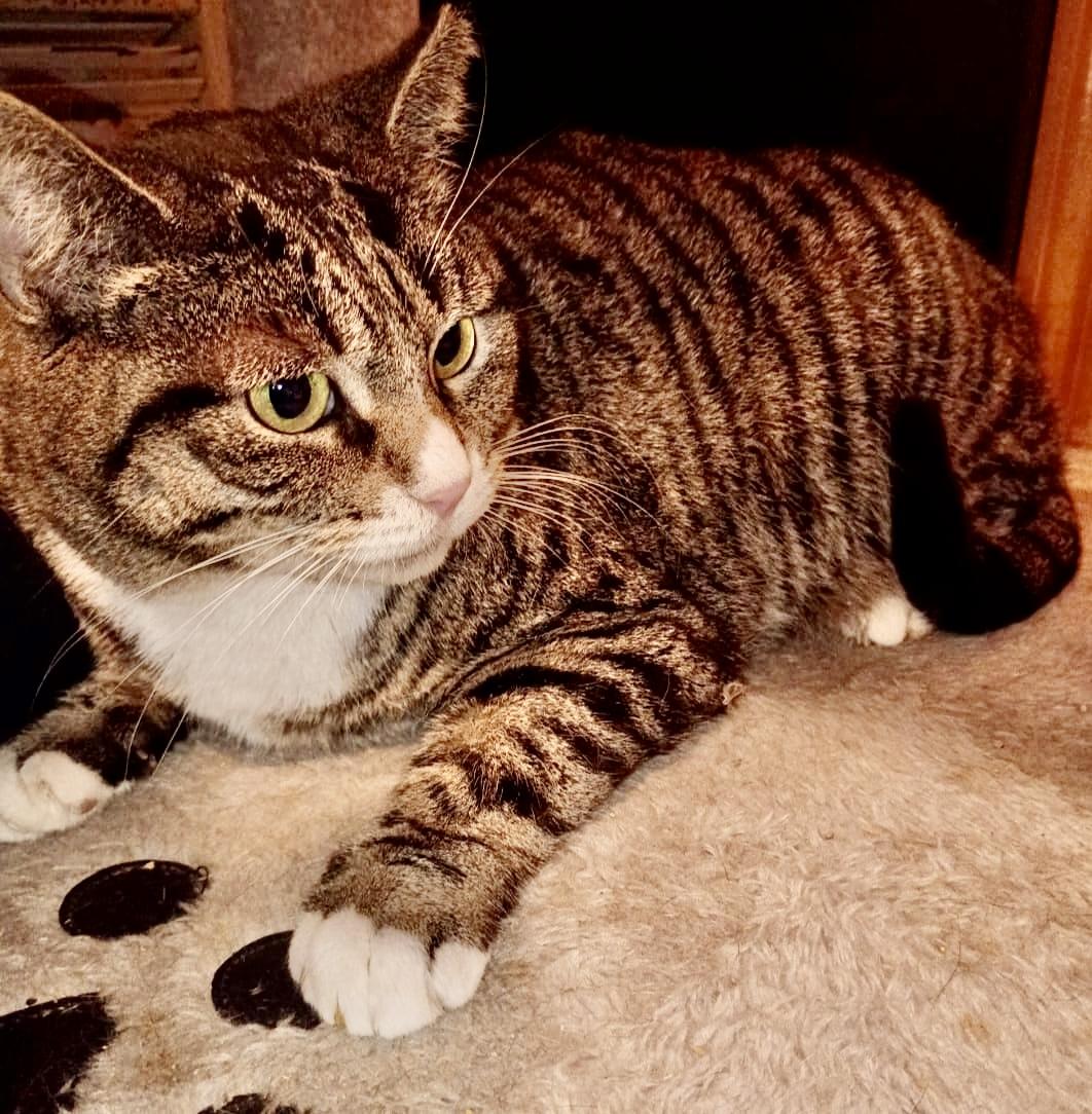 Enlarge Isabella, a ADOPTABLE American Shorthair in Union City, NJ image 2/5