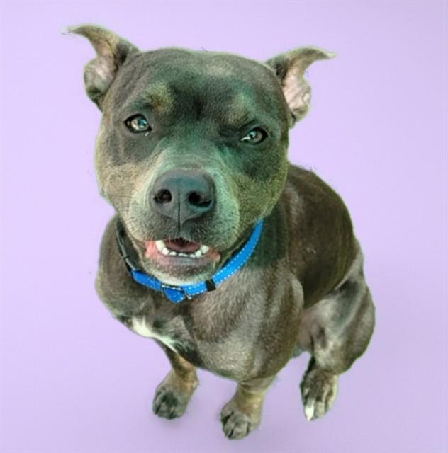 Enlarge HAZEL, a Adoptable mixed breed in Sarasota, FL image 1/1