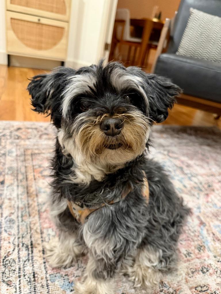 Enlarge Lilypad, a Adoptable mixed breed in Reno, NV image 1/2