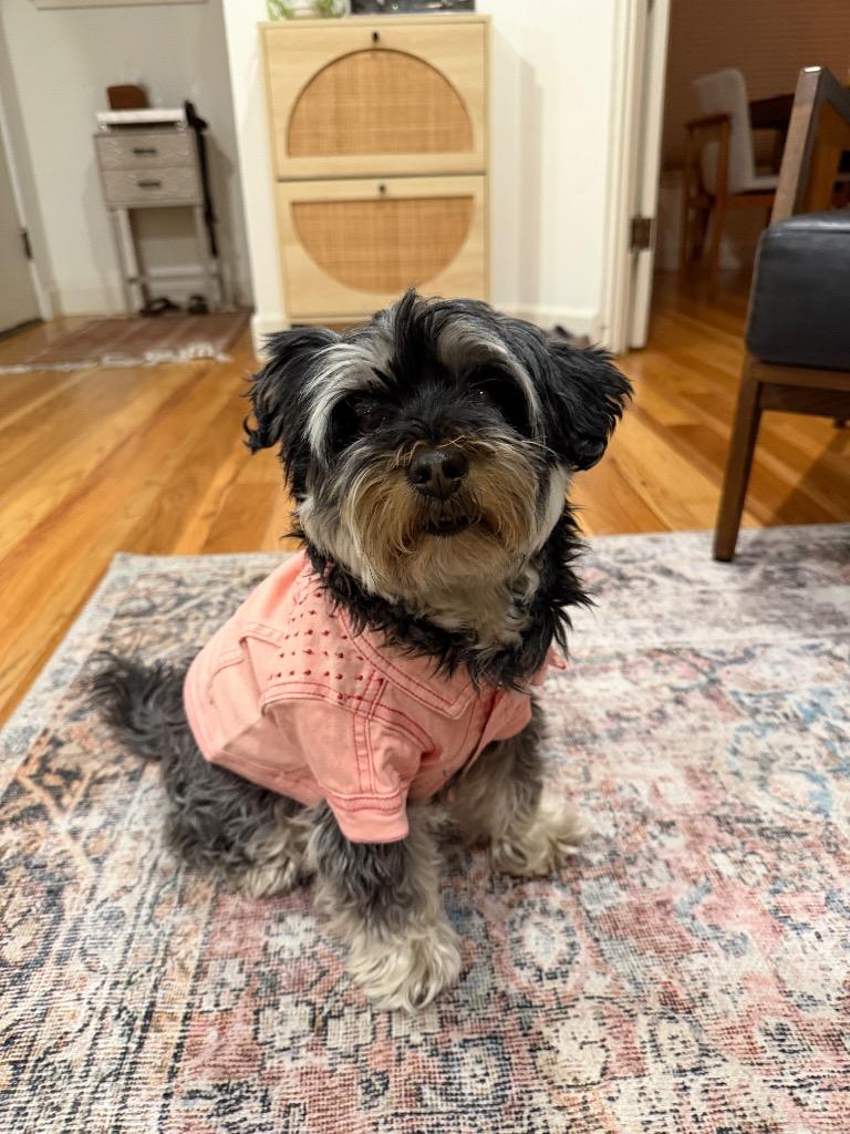 Enlarge Lilypad, a Adoptable mixed breed in Reno, NV image 2/2