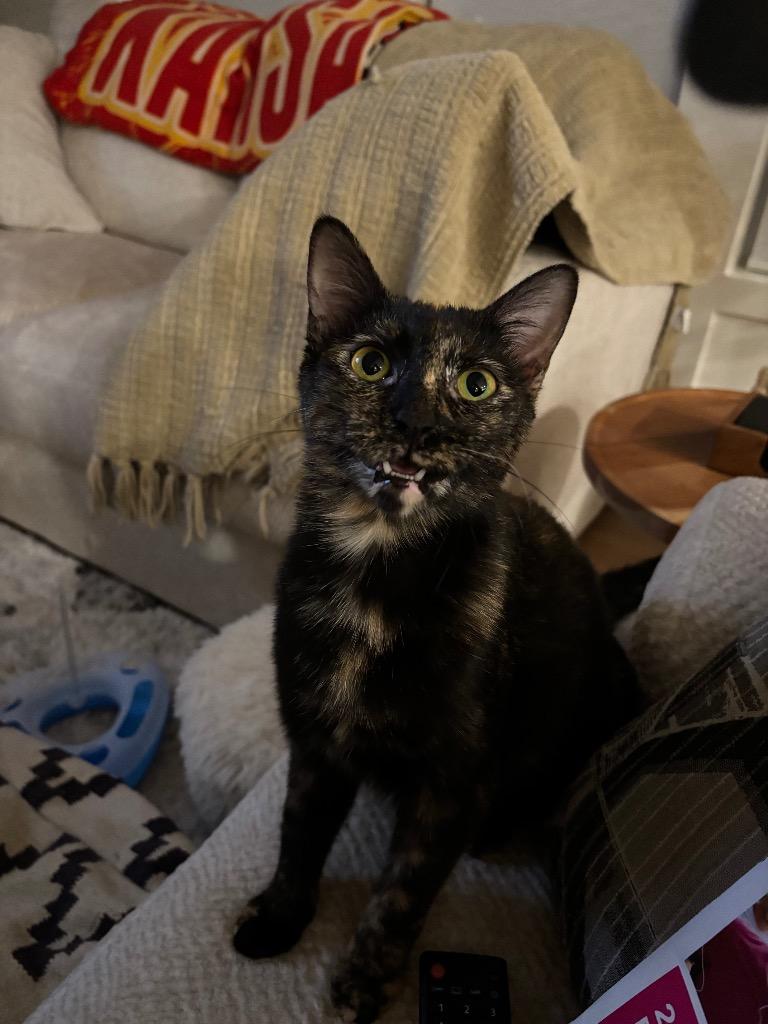 Enlarge Raisin (Harleigh), a Adoptable mixed breed in Olathe, KS image 1/6