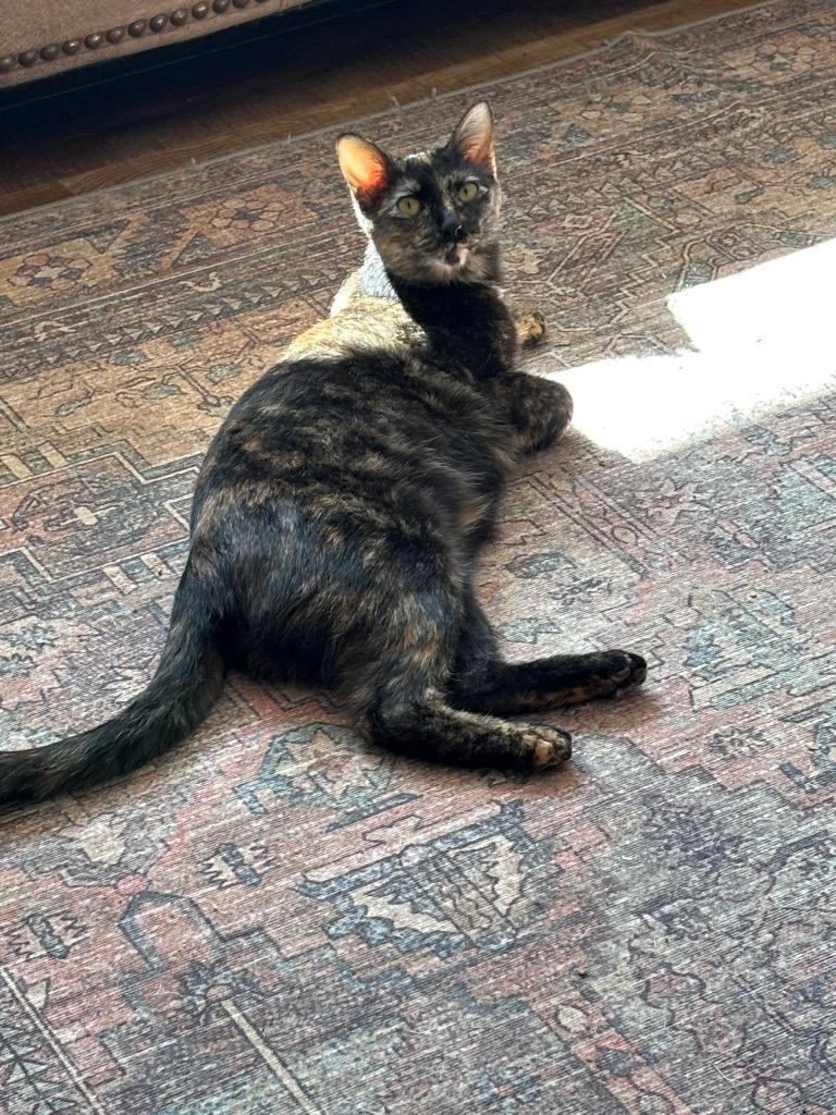 Enlarge Raisin (Harleigh), a Adoptable mixed breed in Olathe, KS image 2/6