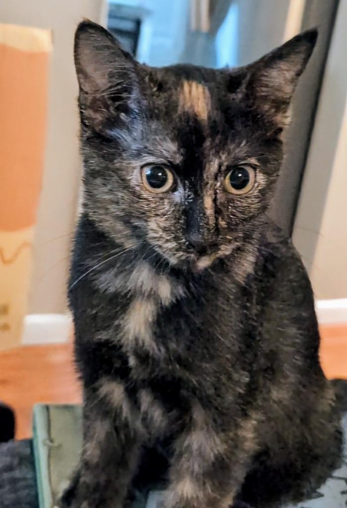 Enlarge Raisin (Harleigh), a Adoptable mixed breed in Olathe, KS image 3/6