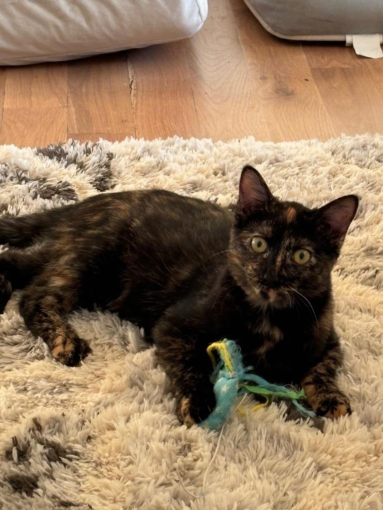 Enlarge Raisin (Harleigh), a Adoptable mixed breed in Olathe, KS image 4/6