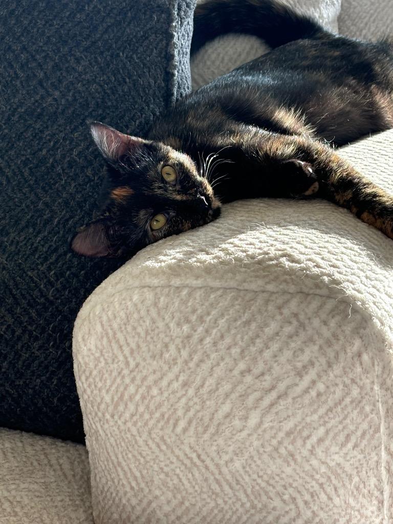 Enlarge Raisin (Harleigh), a Adoptable mixed breed in Olathe, KS image 5/6