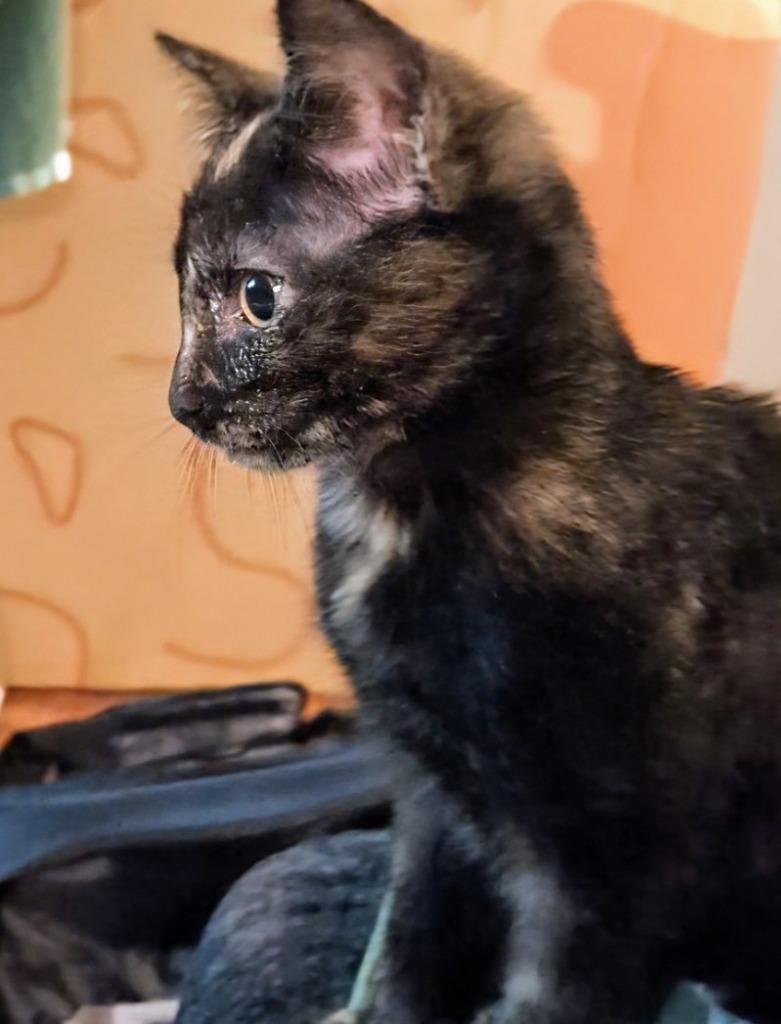 Enlarge Raisin (Harleigh), a Adoptable mixed breed in Olathe, KS image 6/6