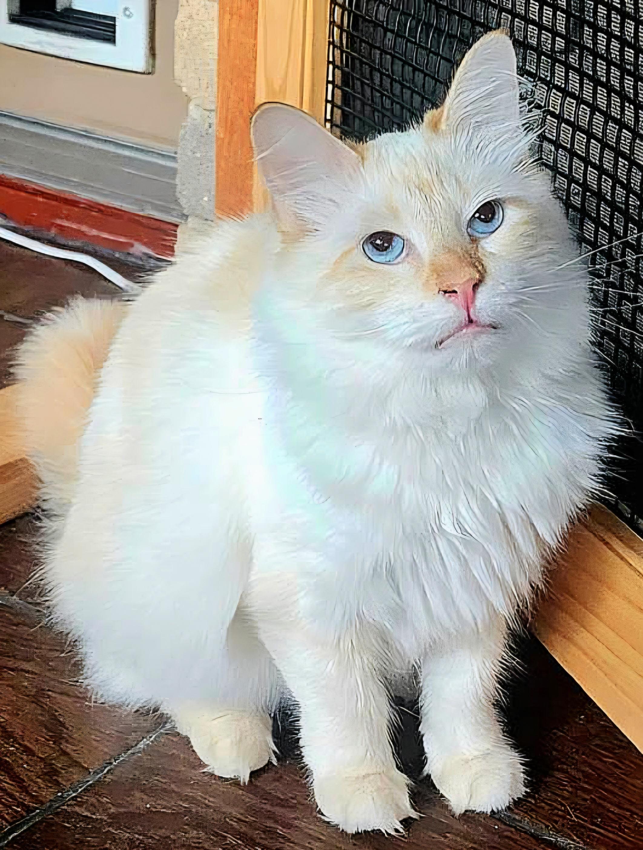 Enlarge Maude, a ADOPTABLE Ragdoll in Converse, TX image 4/5