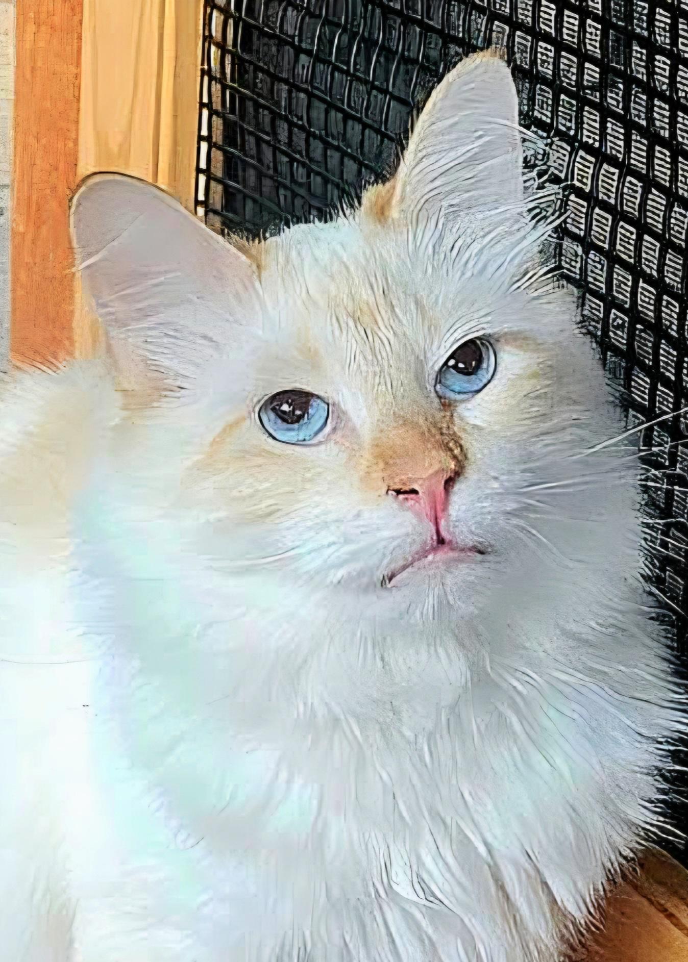 Enlarge Maude, a ADOPTABLE Ragdoll in Converse, TX image 1/5