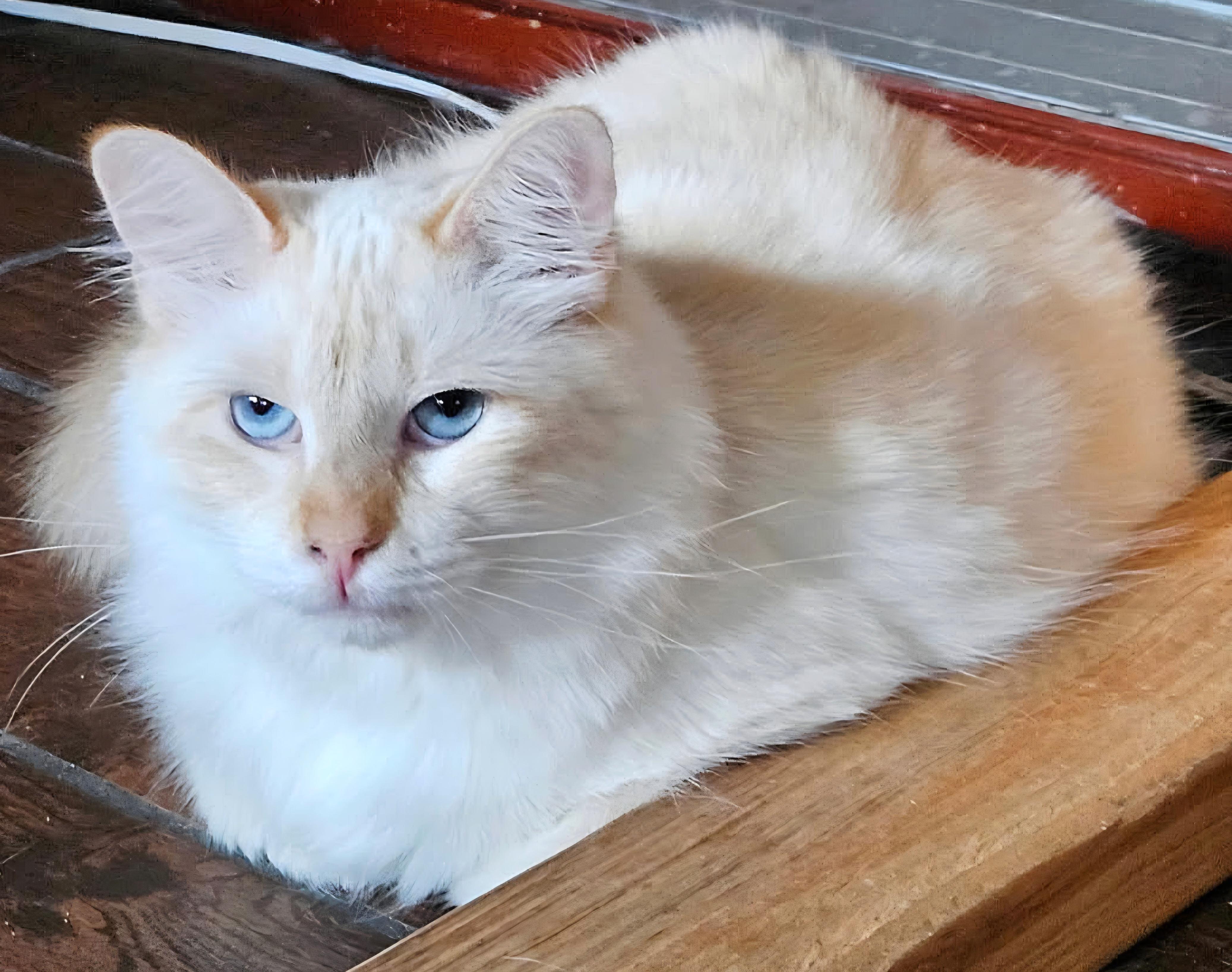Enlarge Maude, a ADOPTABLE Ragdoll in Converse, TX image 2/5