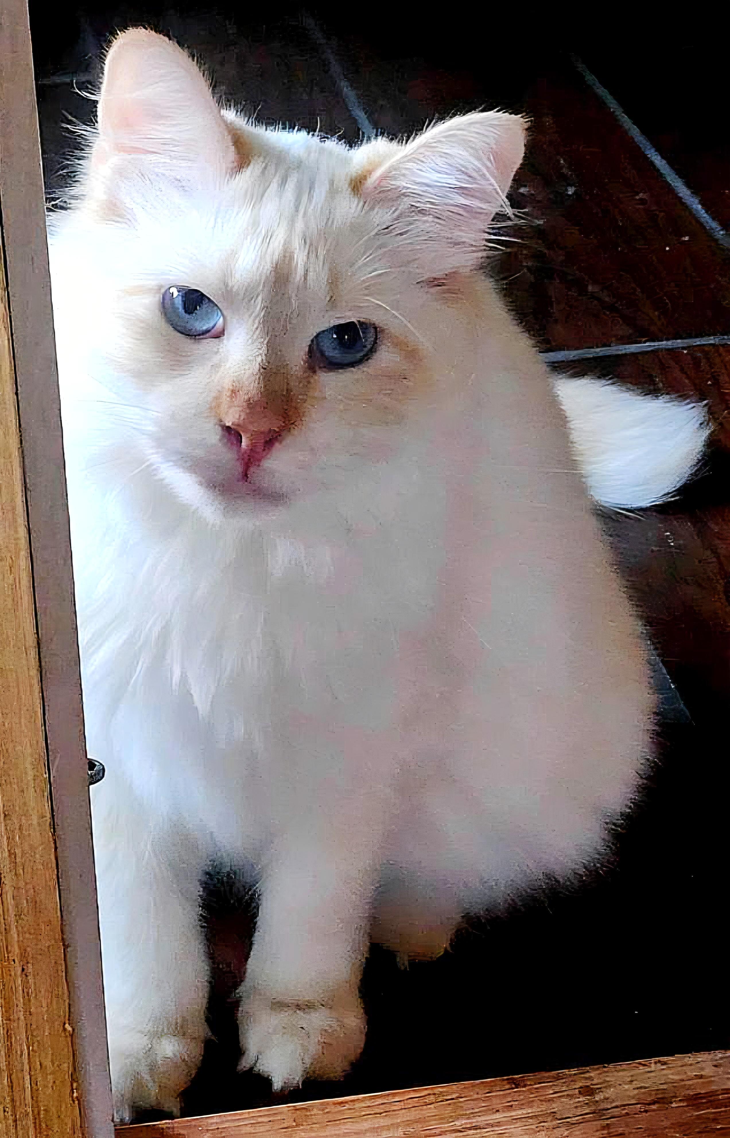 Enlarge Maude, a ADOPTABLE Ragdoll in Converse, TX image 3/5