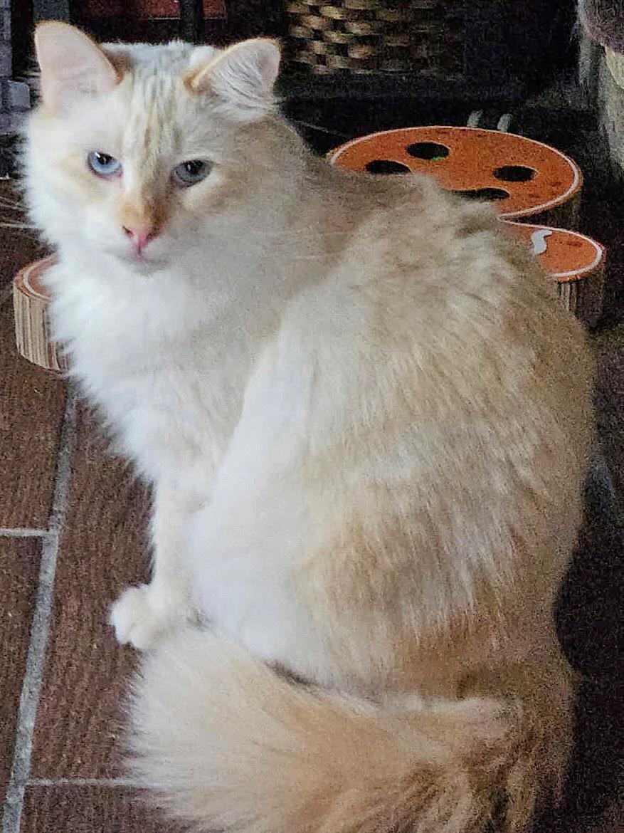 Enlarge Maude, a ADOPTABLE Ragdoll in Converse, TX image 5/5
