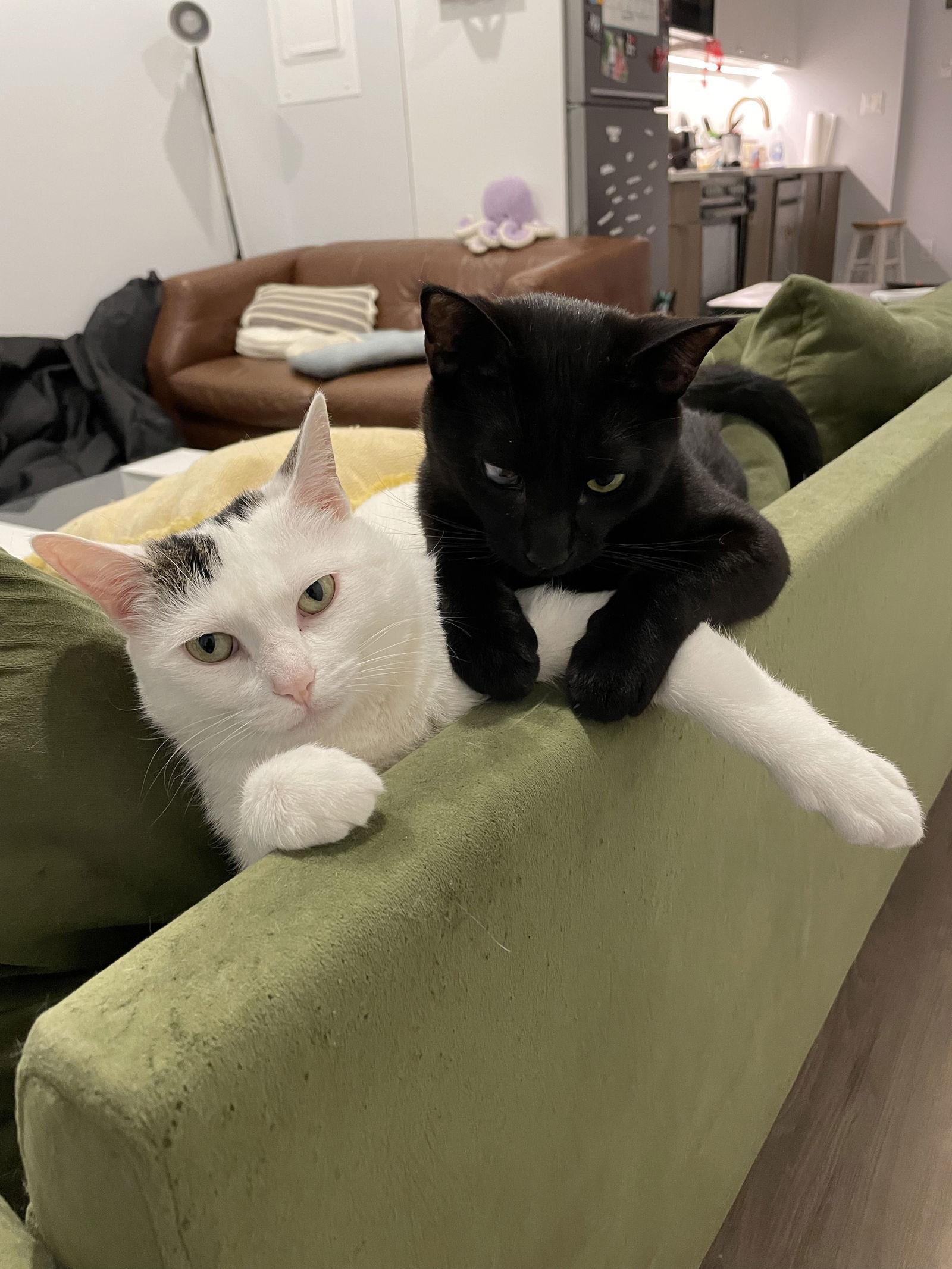 Simon and Cuddles, Adoptable, Young Female Domestic Short Hair.