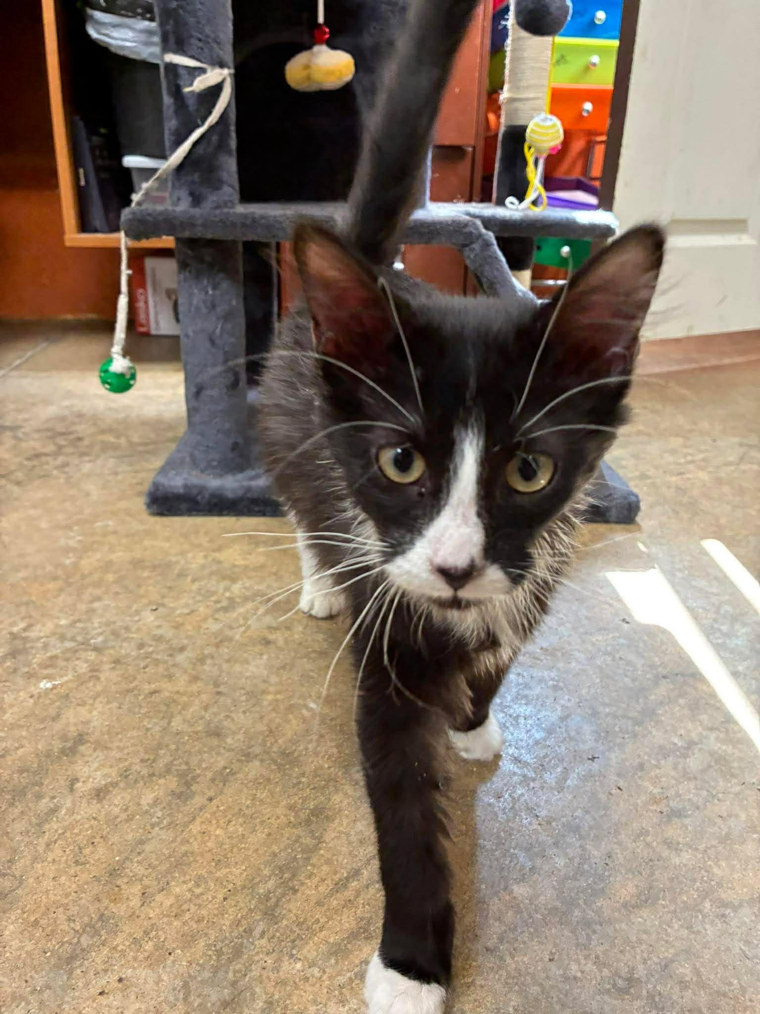 Enlarge Mario, a Adoptable mixed breed in Petersburg, IL image 3/3