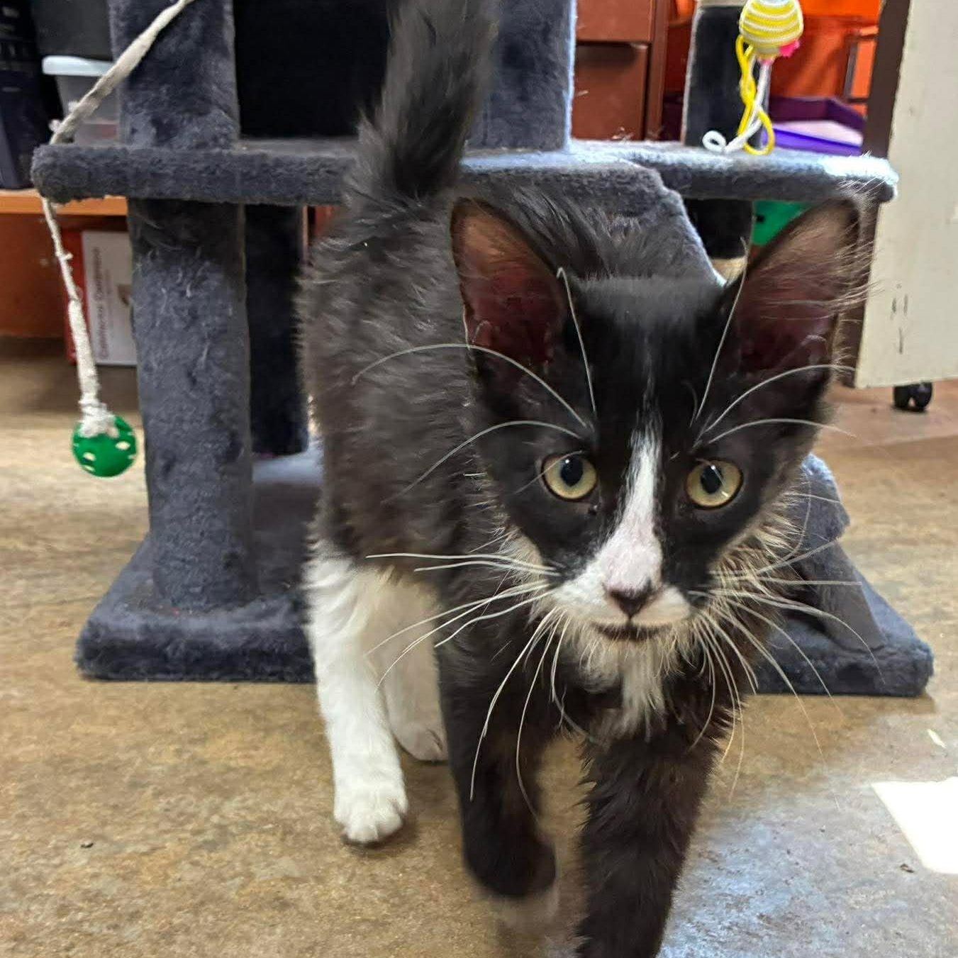 Mario, Adoptable, Kitten Male Domestic Long Hair & Tuxedo.