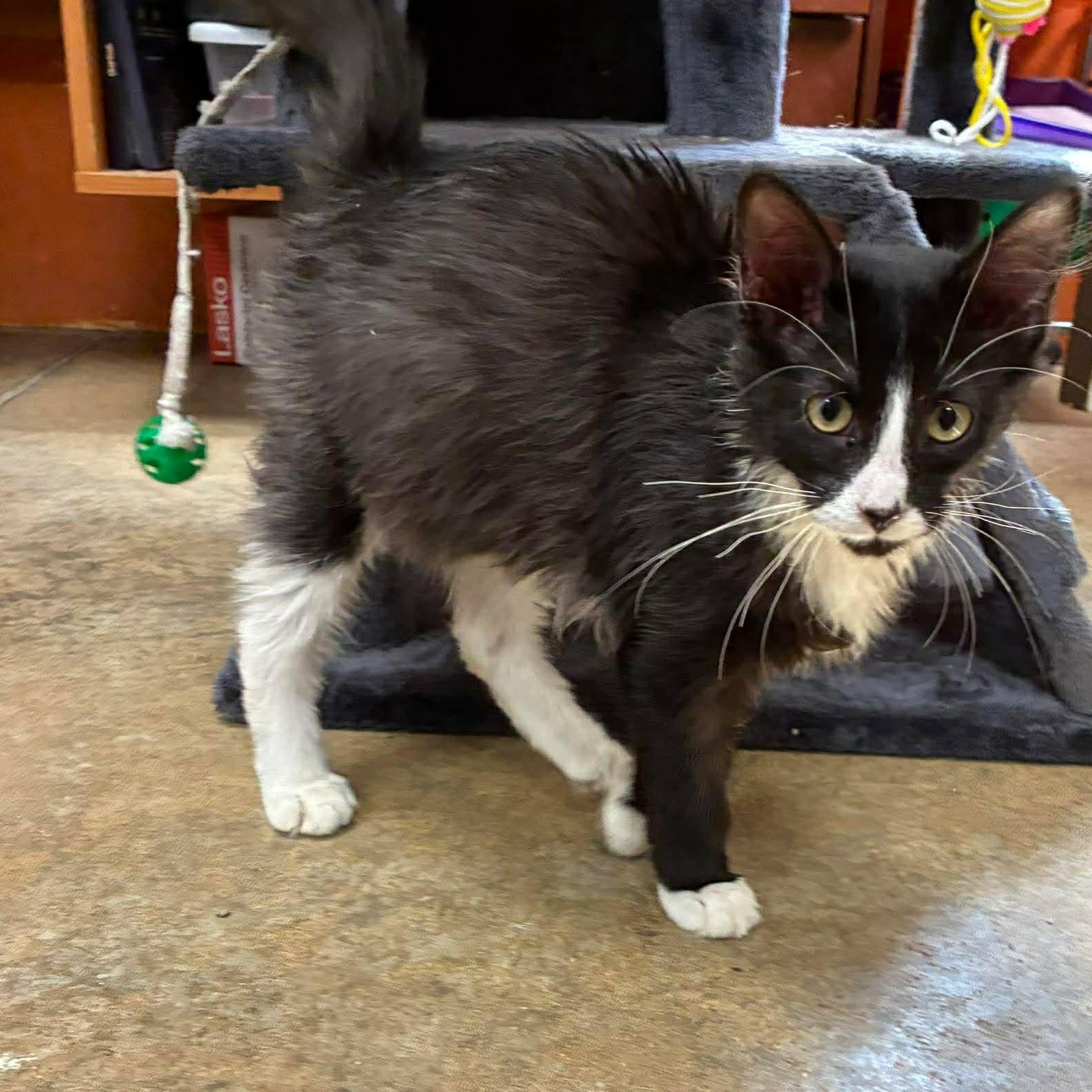 Enlarge Mario, a Adoptable mixed breed in Petersburg, IL image 2/3